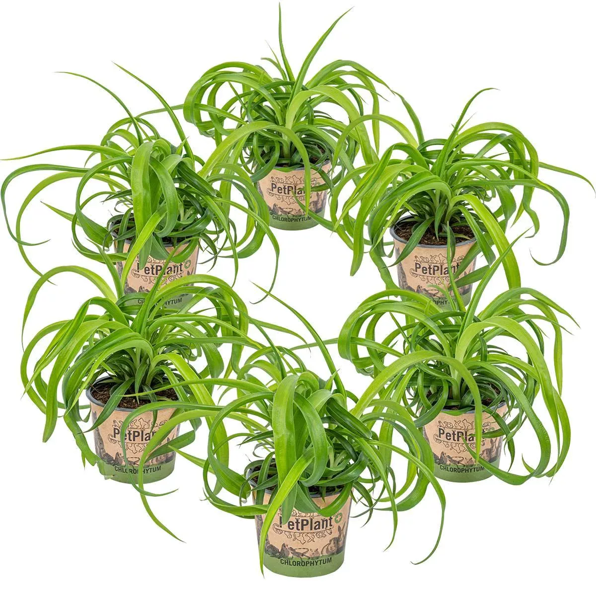 Casa Caron | 6er Set Chlorophytum Green Bonnie günstig online kaufen