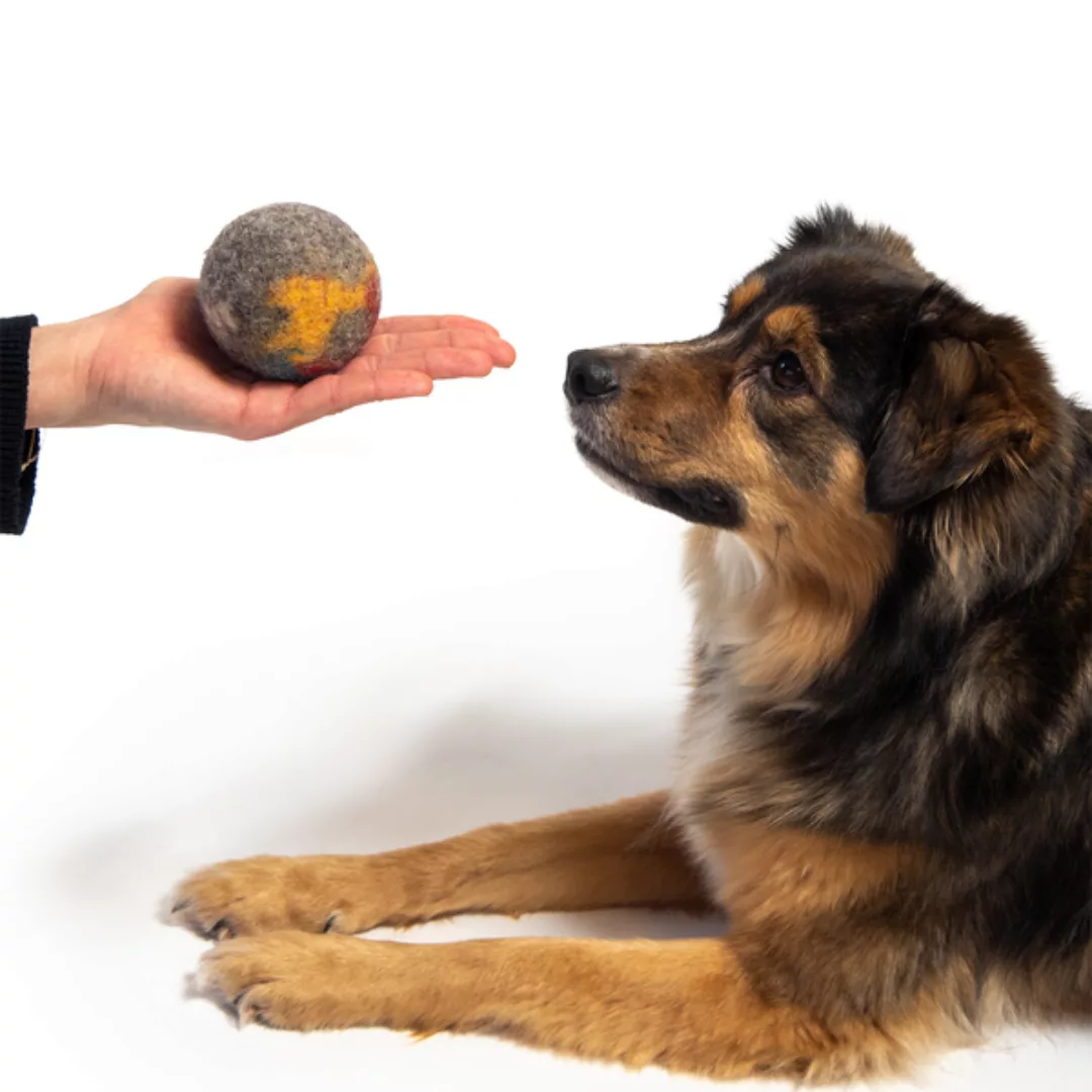 Hundespielzeug Filzball Felton günstig online kaufen