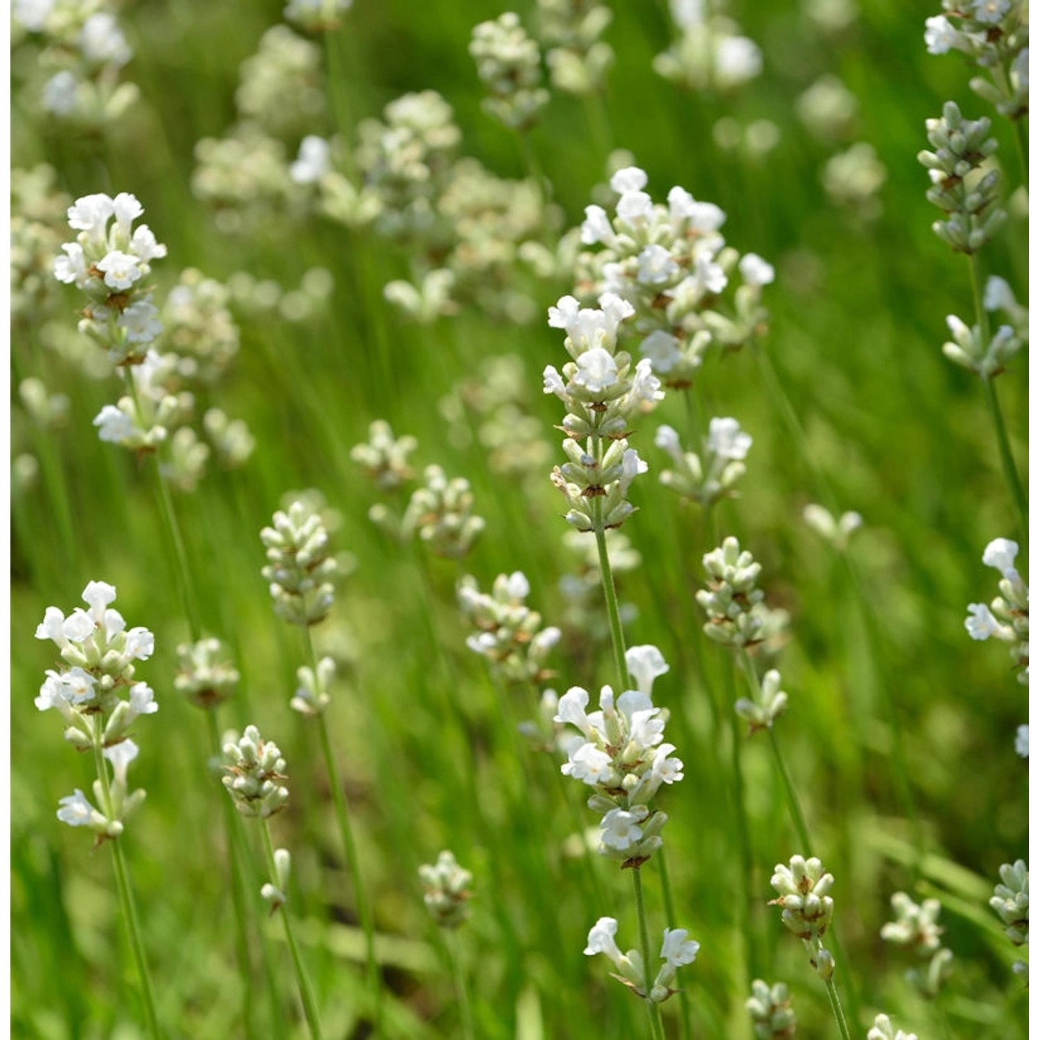 Echter Lavendel Nana Alba - Lavandula angustifolia günstig online kaufen