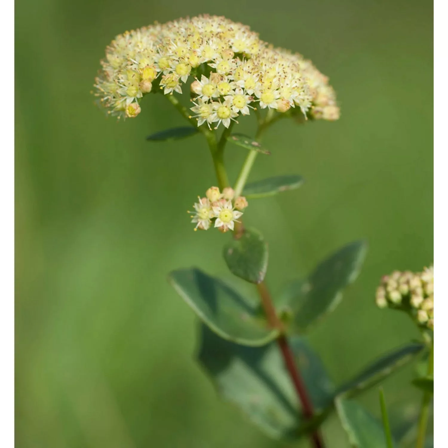 Große Fetthenne Seduction Yellow Delicat - Sedum telephium günstig online kaufen