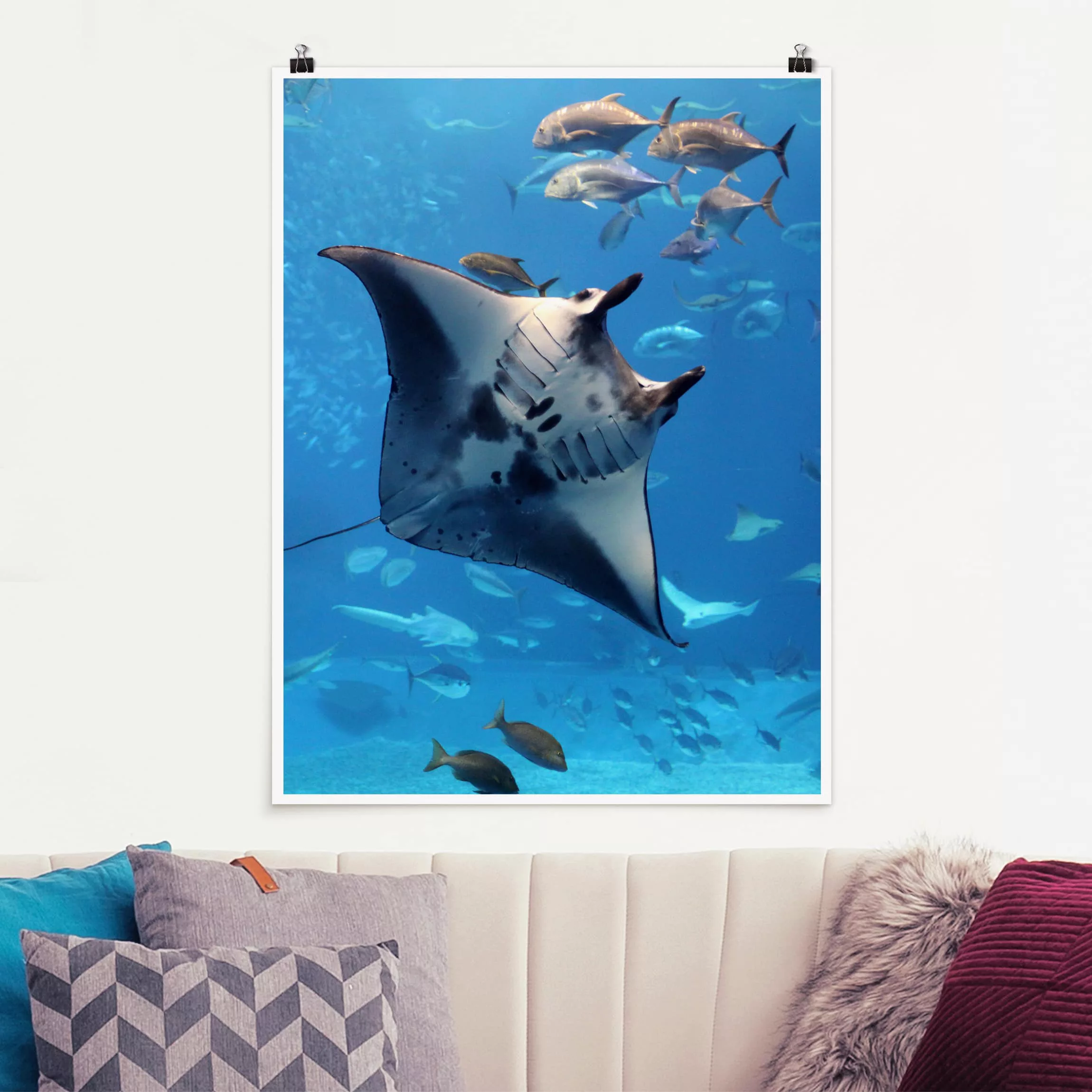 Poster Tiere - Hochformat Manta Ray günstig online kaufen
