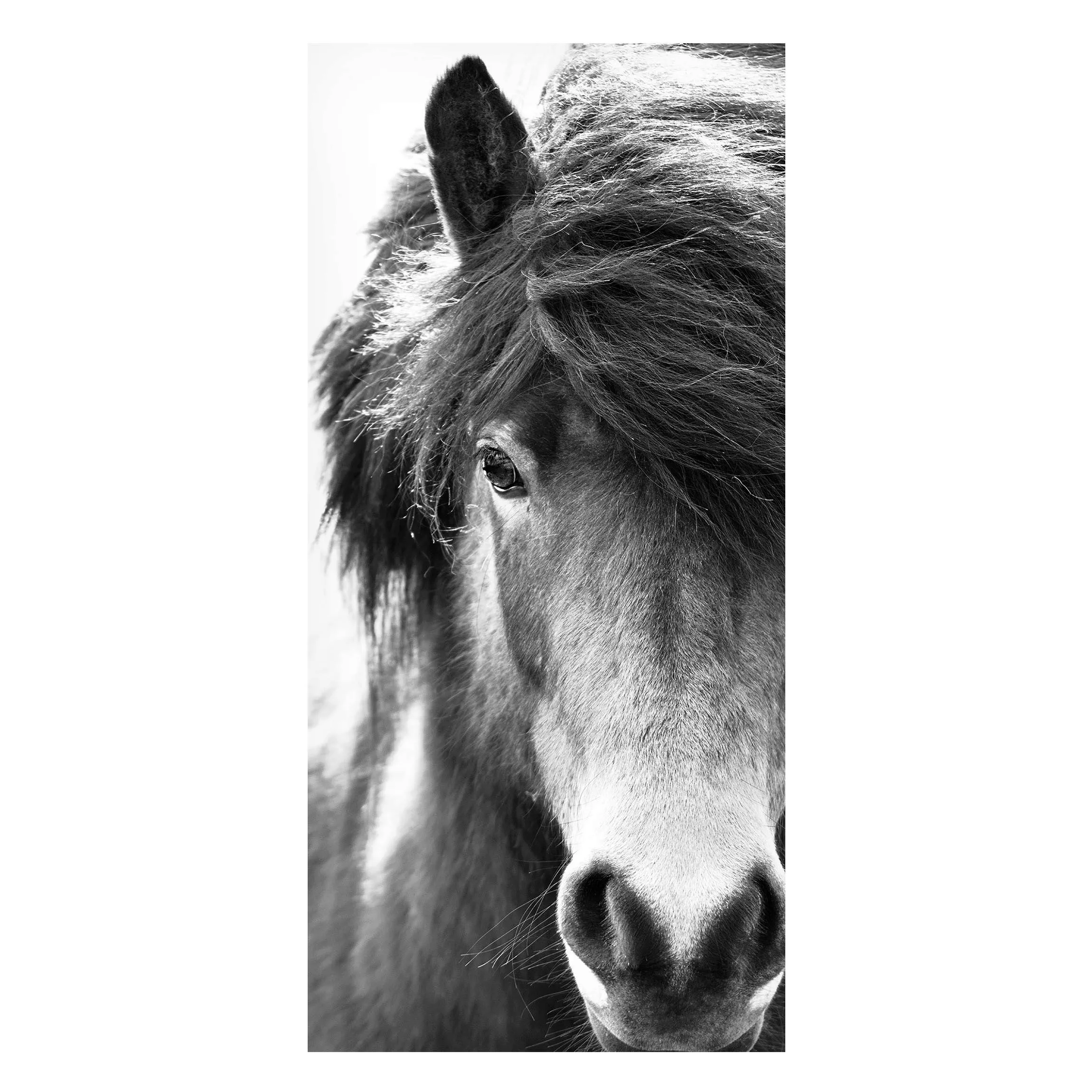 Magnettafel Island Pferd in Schwarz-weiß günstig online kaufen