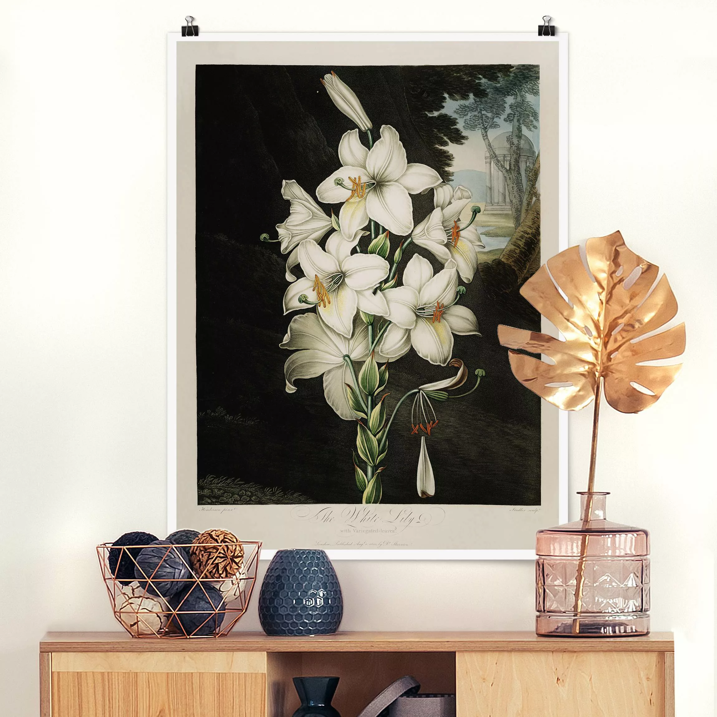 Poster Botanik Vintage Illustration Weiße Lilie günstig online kaufen