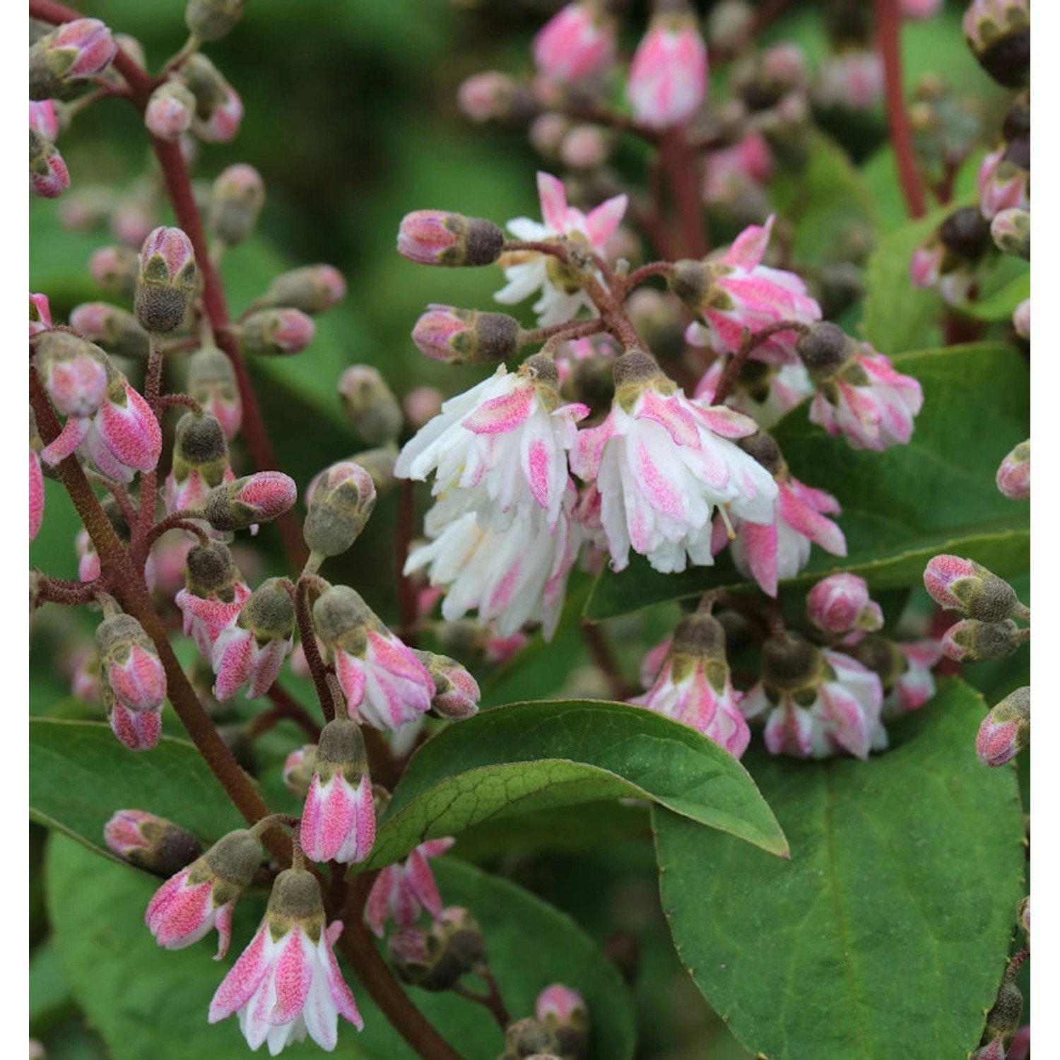 Gefüllter Sternchenstrauch 60-80cm - Deutzia scabra Plena günstig online kaufen