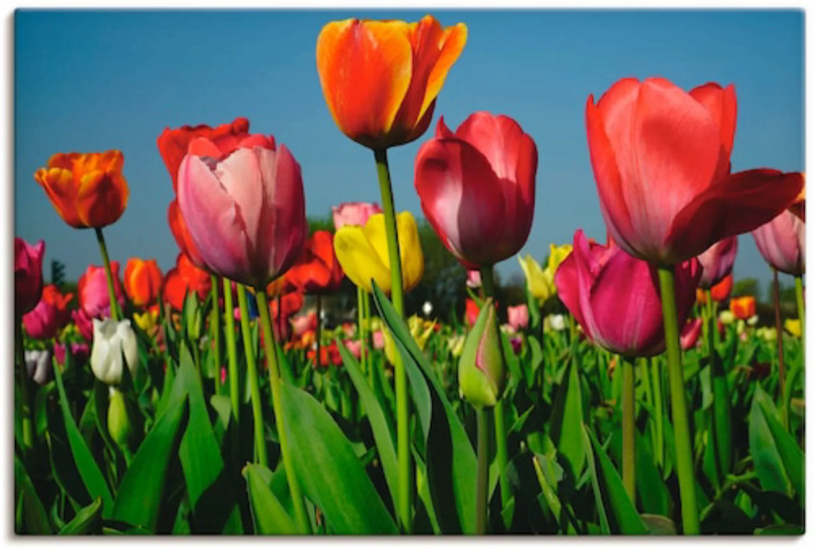 Artland Leinwandbild »Buntes Tulpenfeld«, Blumen, (1 St.), auf Keilrahmen g günstig online kaufen