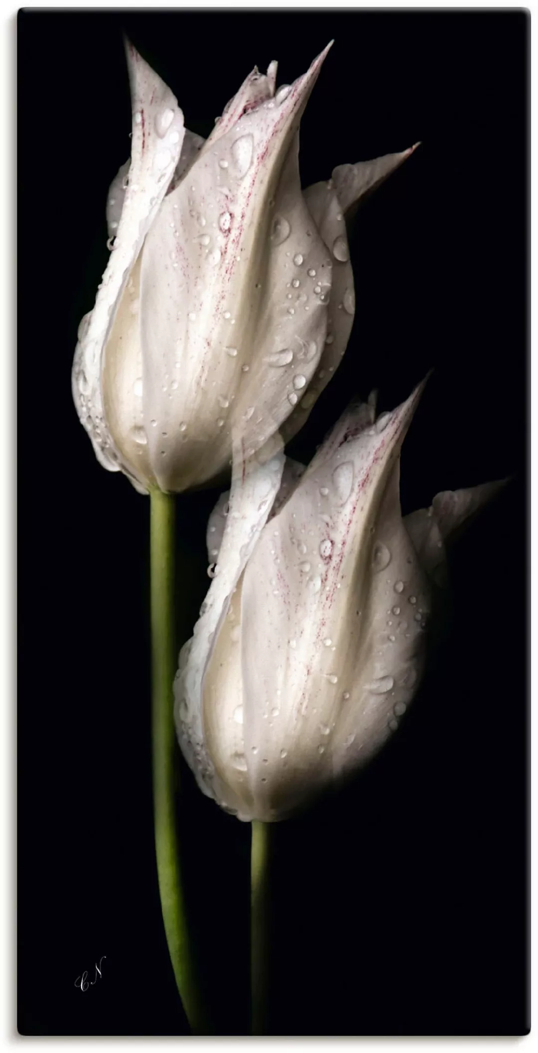 Artland Wandbild »Weiße Tulpen in der Nacht«, Blumenbilder, (1 St.) günstig online kaufen