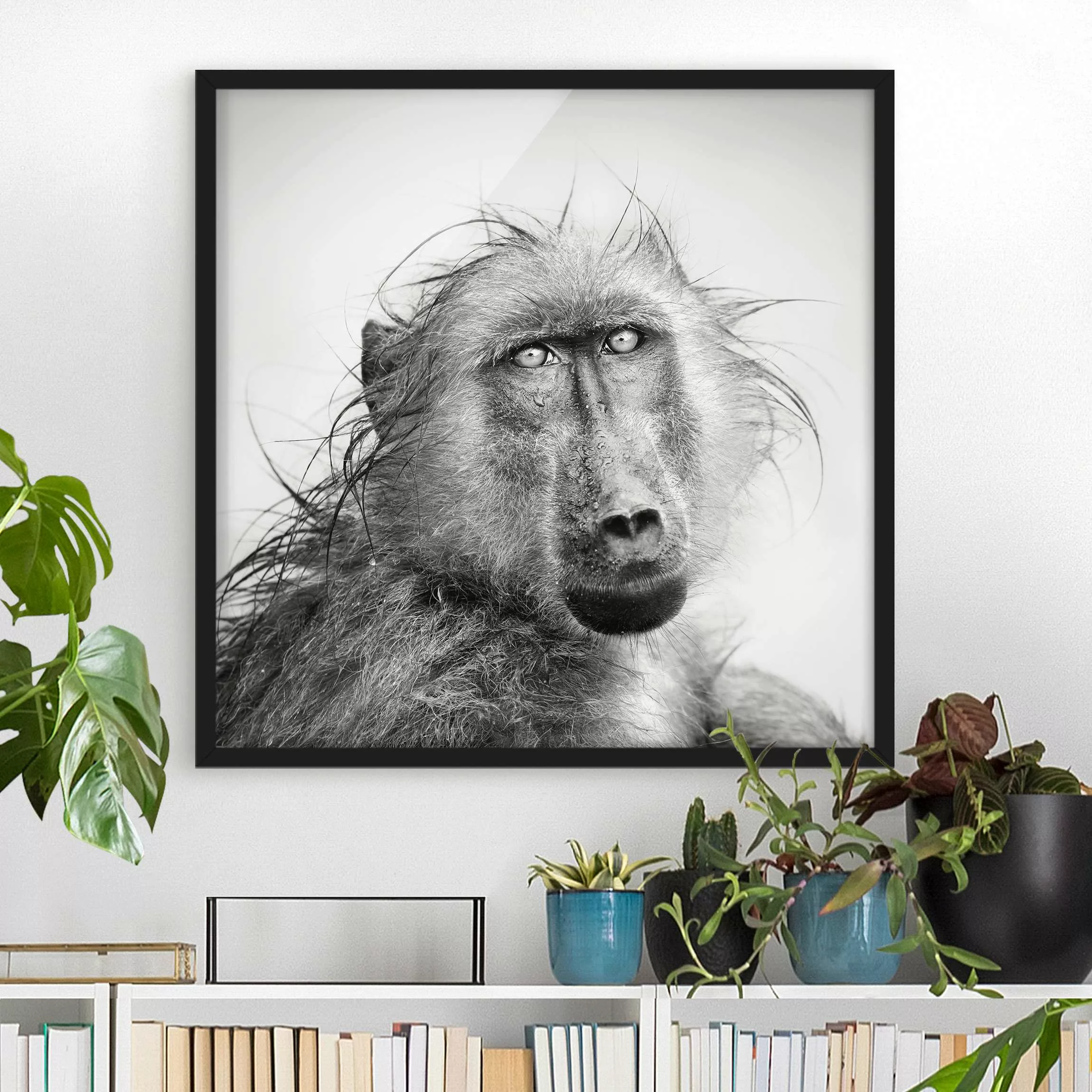 Bild mit Rahmen Schwarz-Weiß - Quadrat Crying Baboon günstig online kaufen