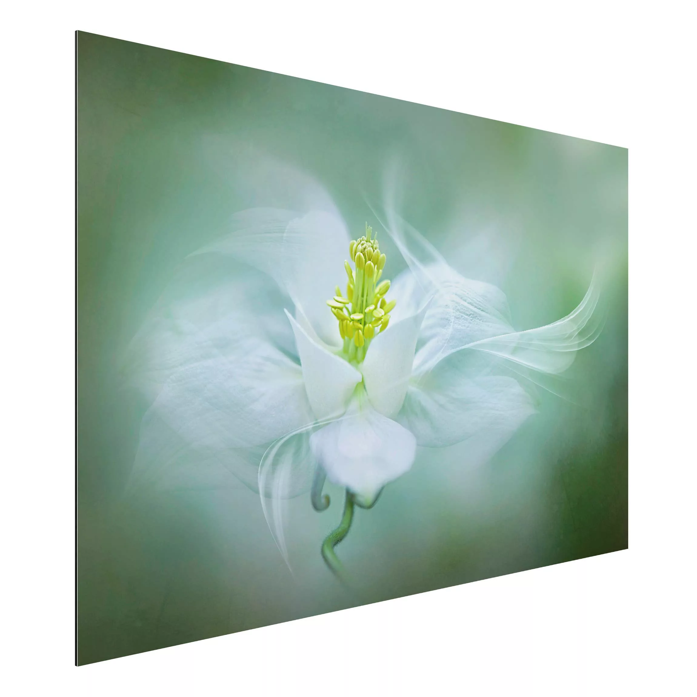 Alu-Dibond Bild Blumen - Querformat 3:2 Weiße Akelei günstig online kaufen