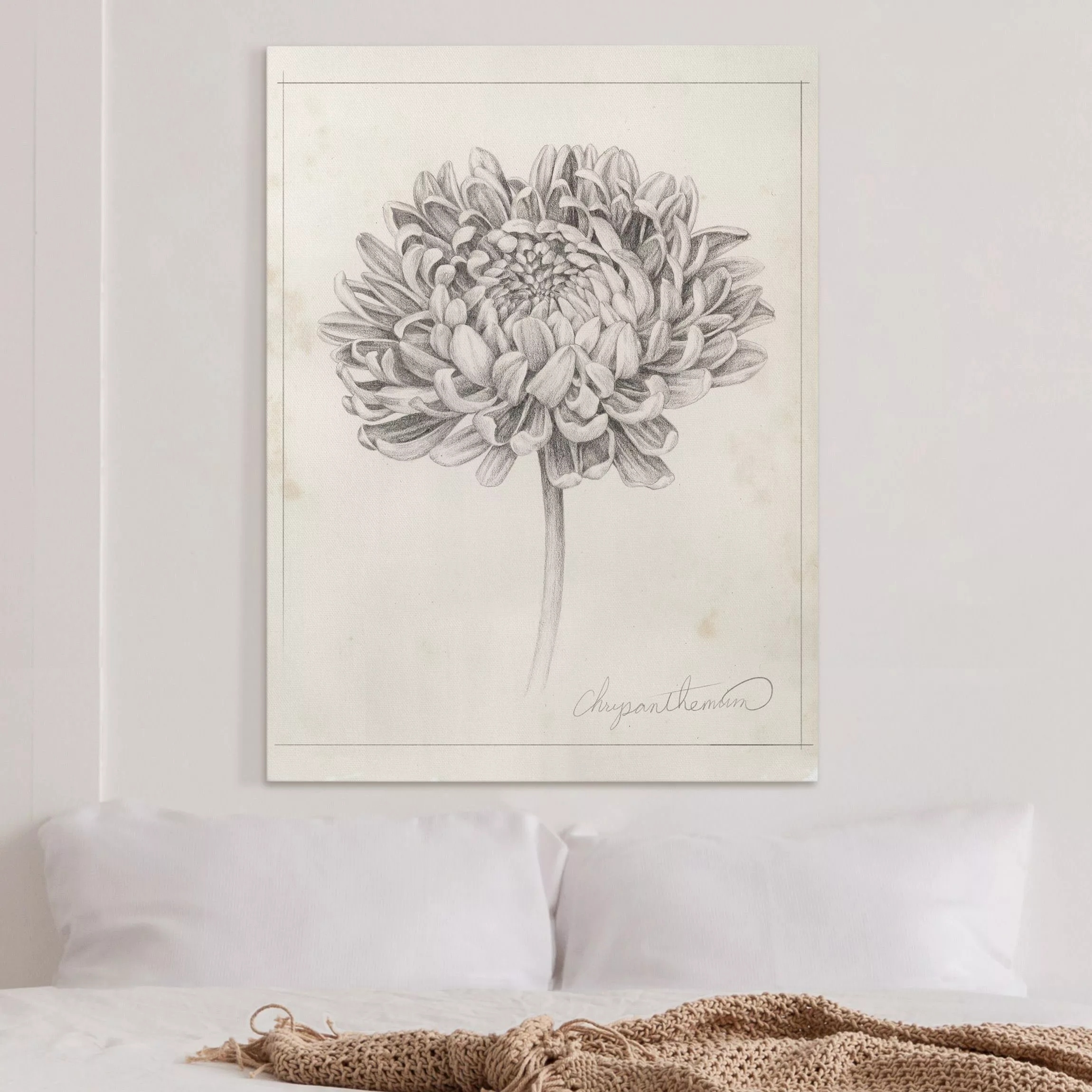 Leinwandbild Botanische Studie Chrysantheme II günstig online kaufen