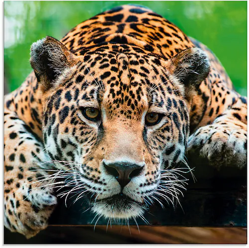 Artland Glasbild »Südamerikanischer Jaguar«, Wildtiere, (1 St.) günstig online kaufen