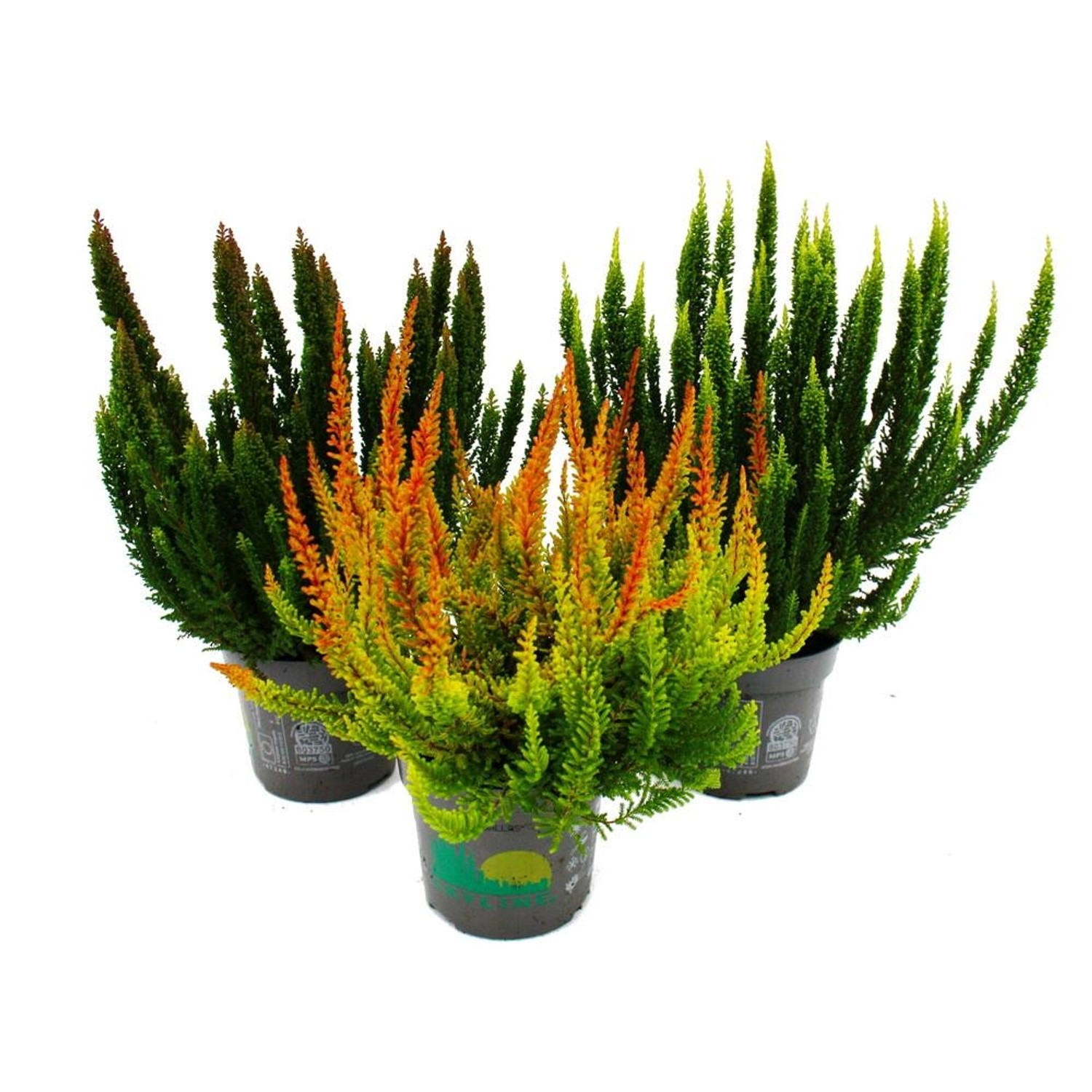 Exotenherz Calluna Green Nature Grüne Besenheide Heidekraut Winterhart 11cm günstig online kaufen