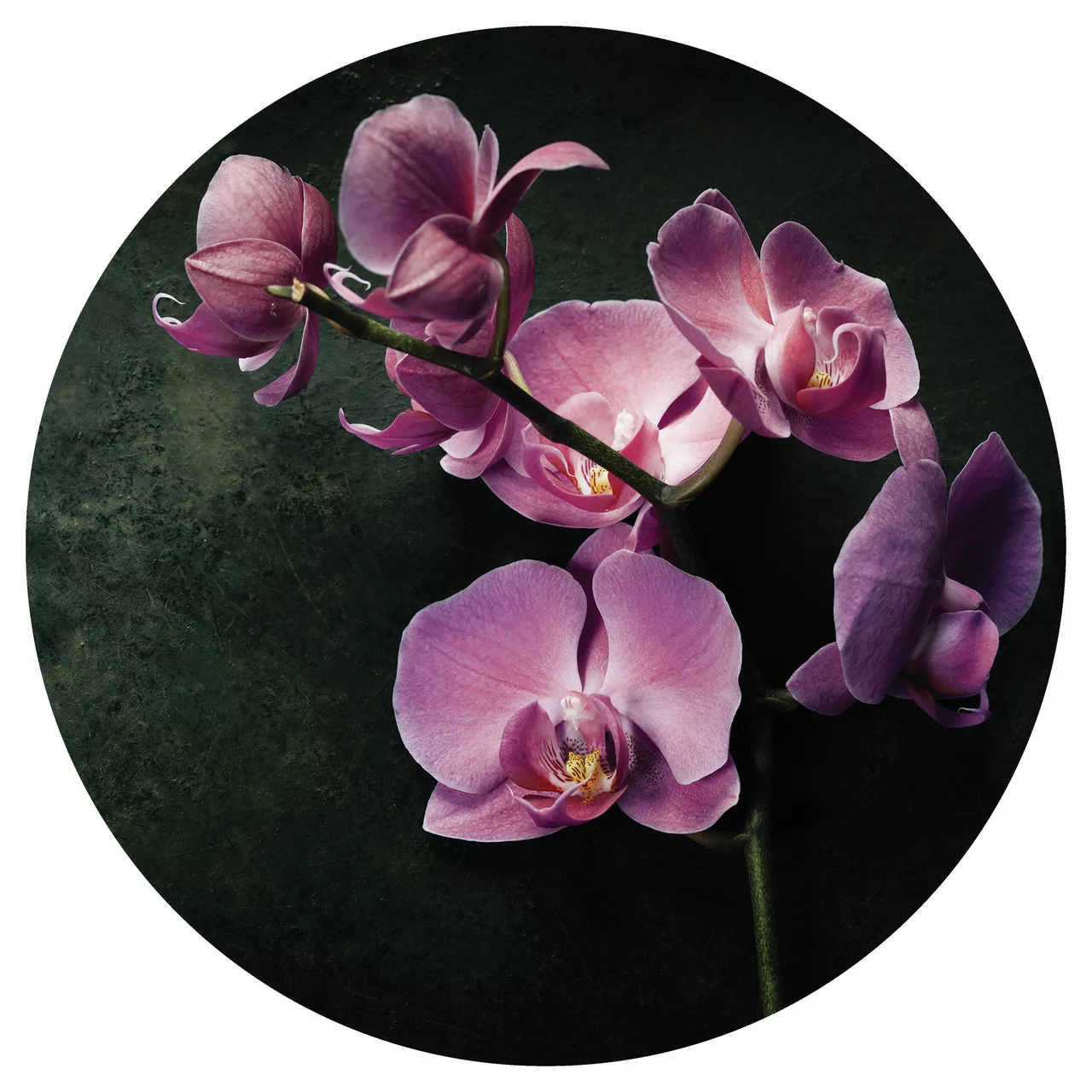 Euroart Glasbild Dark Flowers IV 30x30 günstig online kaufen