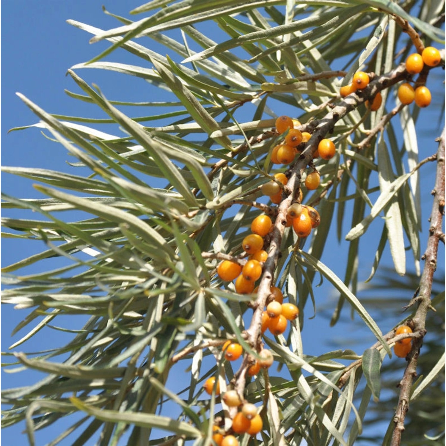 Sanddorn weiblich 40-60cm - Hippophae rhamnoides günstig online kaufen