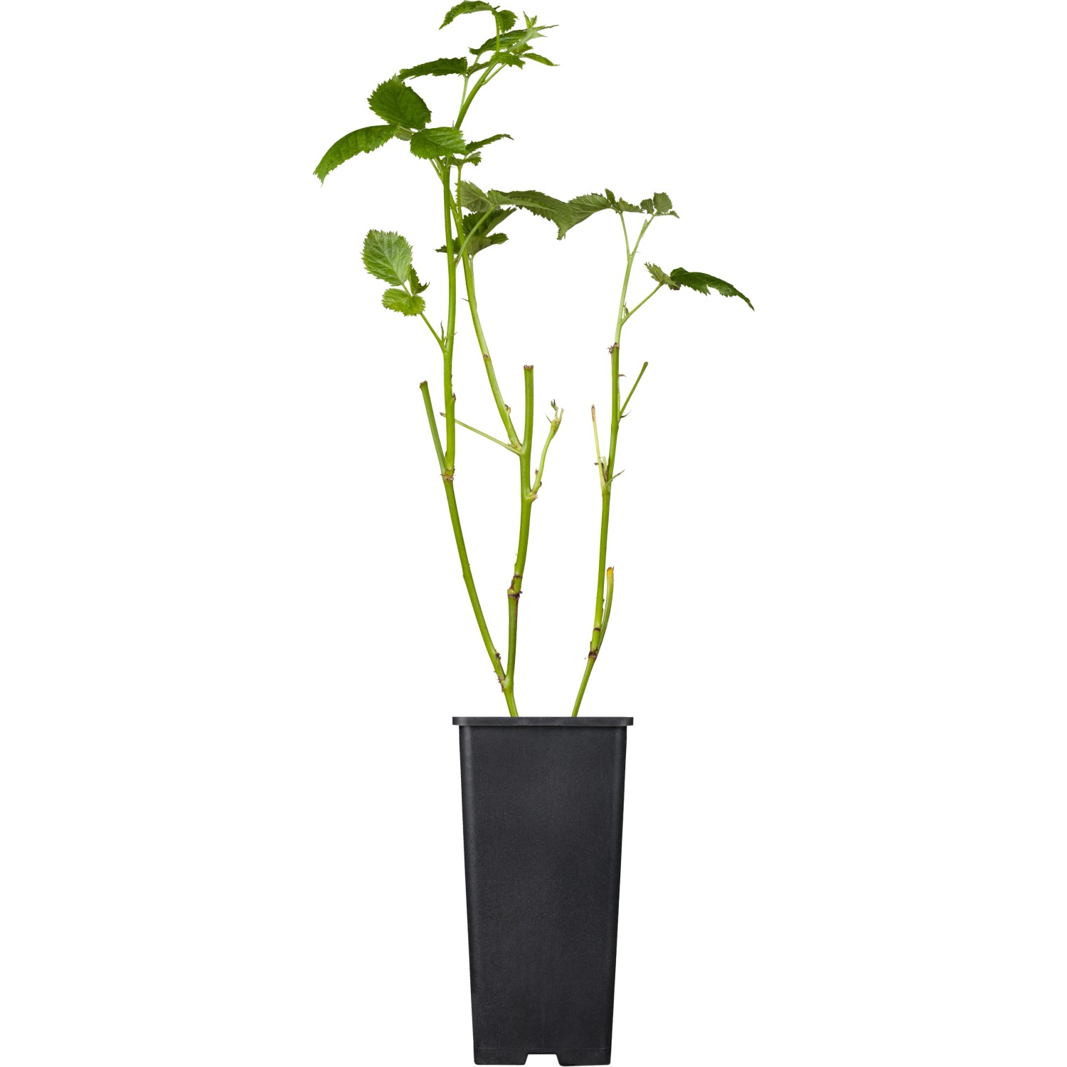 GROW by OBI Brombeere Black Satin ca. 40 - 60 cm Rubus fruticosus günstig online kaufen