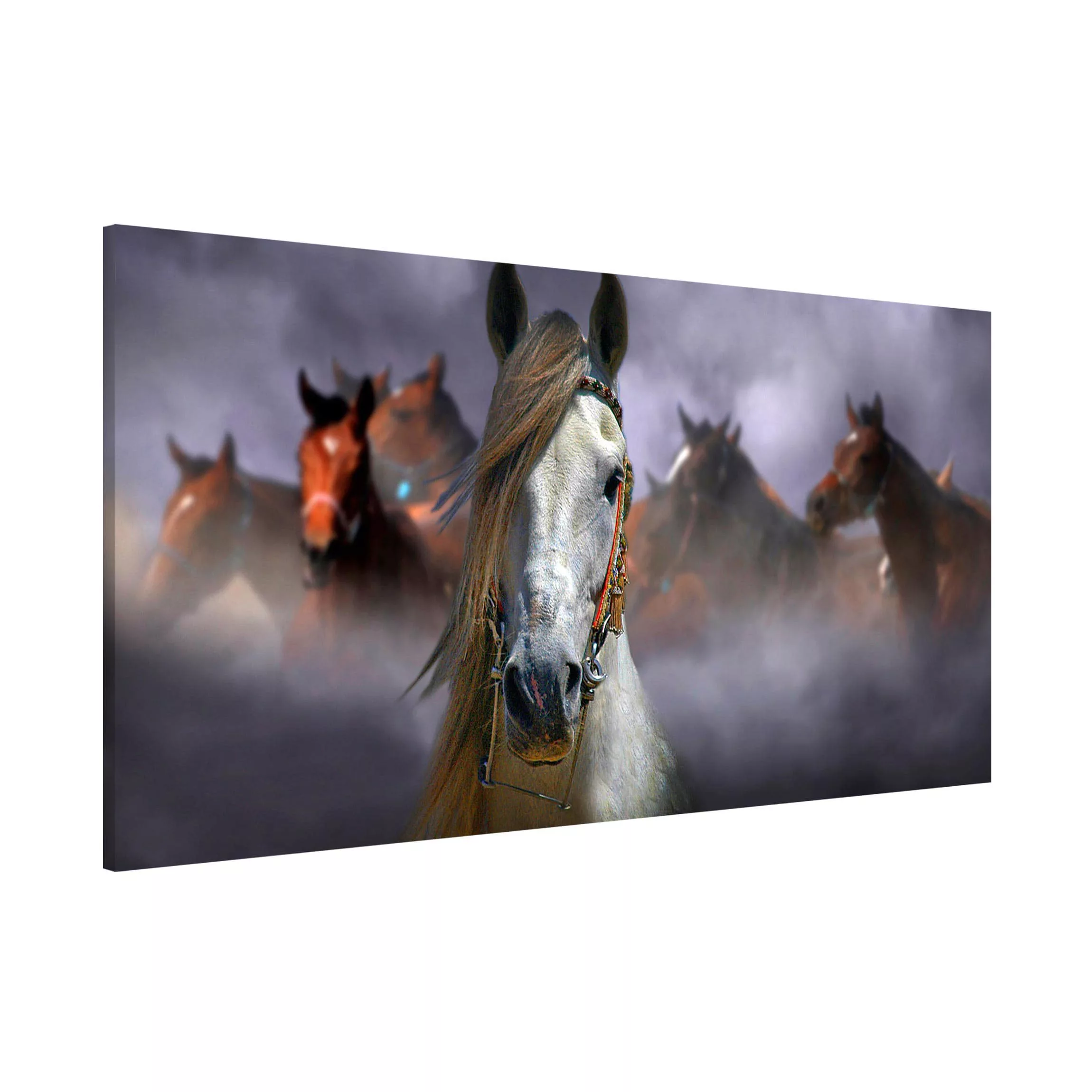 Magnettafel Tiere - Querformat 2:1 Horses in the Dust günstig online kaufen