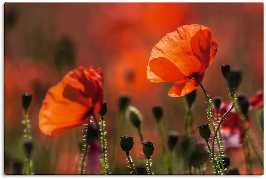 Artland Wandbild "Rote Mohnblumen in der Provence", Blumenbilder, (1 St.), günstig online kaufen