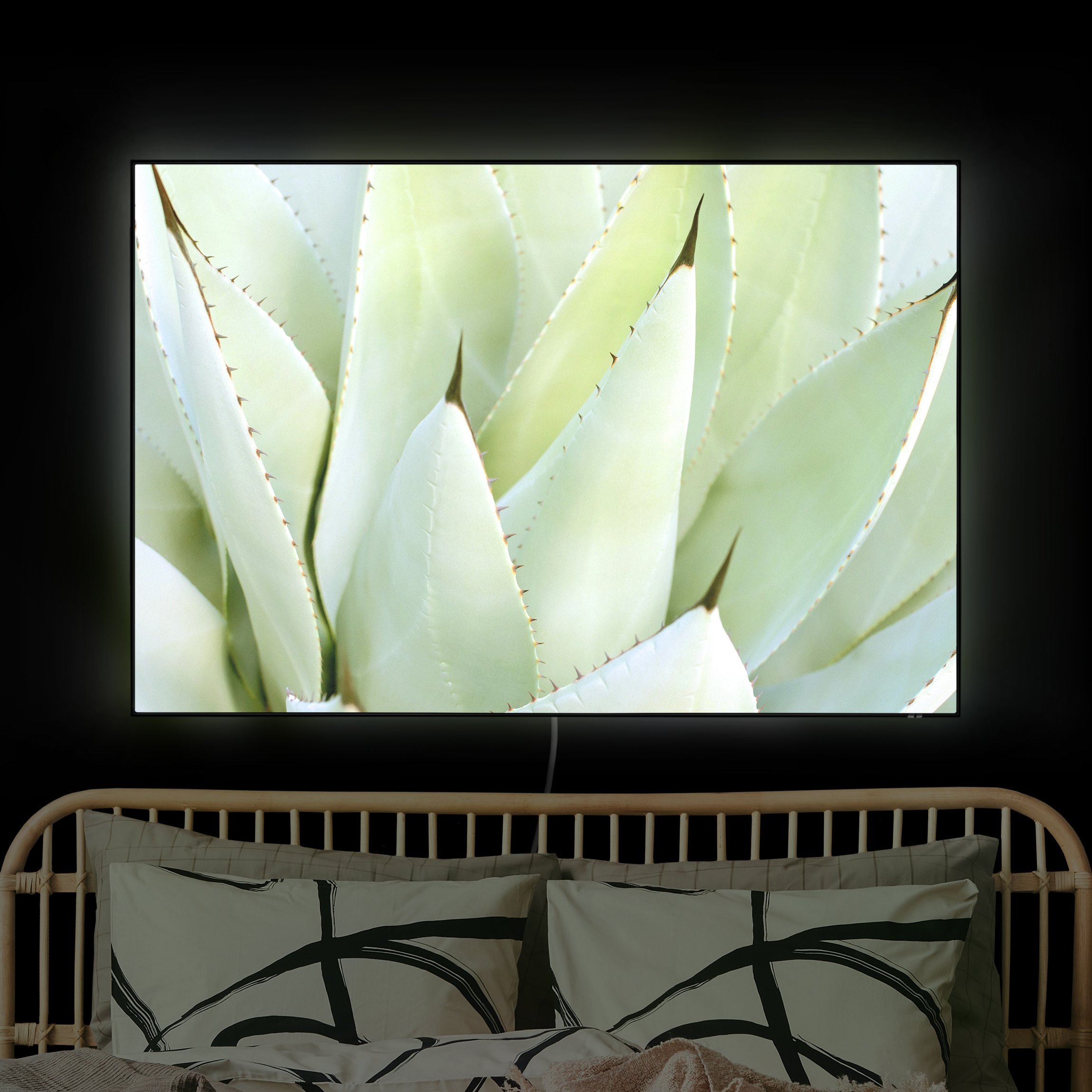 LED-Wechselbild Aloe günstig online kaufen