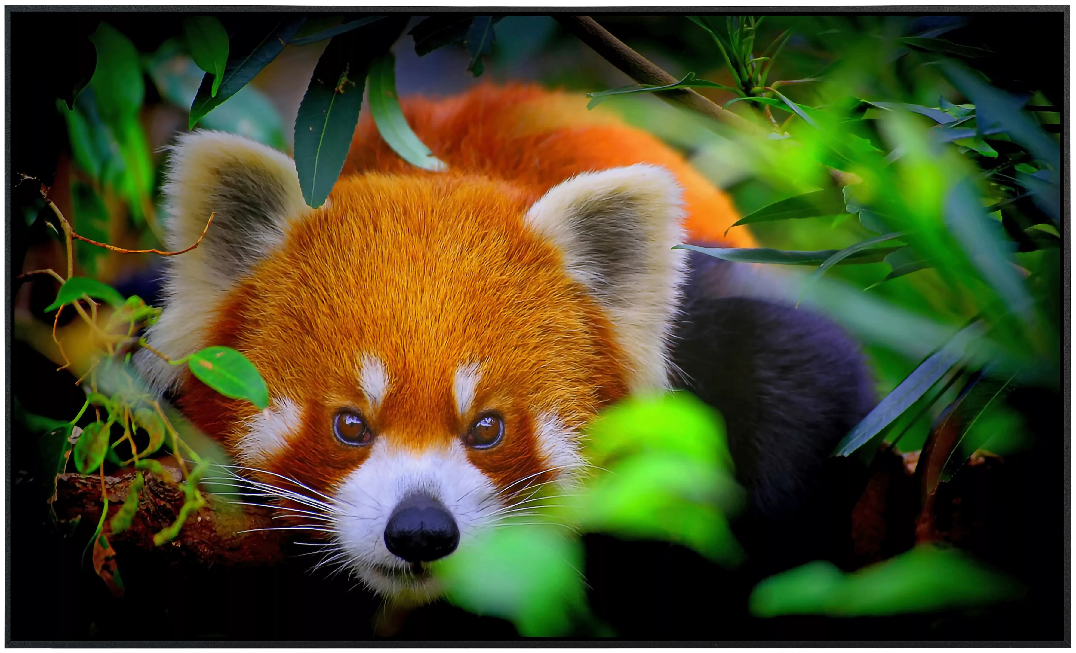 Papermoon Infrarotheizung »Rotes Panda Porträt«, sehr angenehme Strahlungsw günstig online kaufen