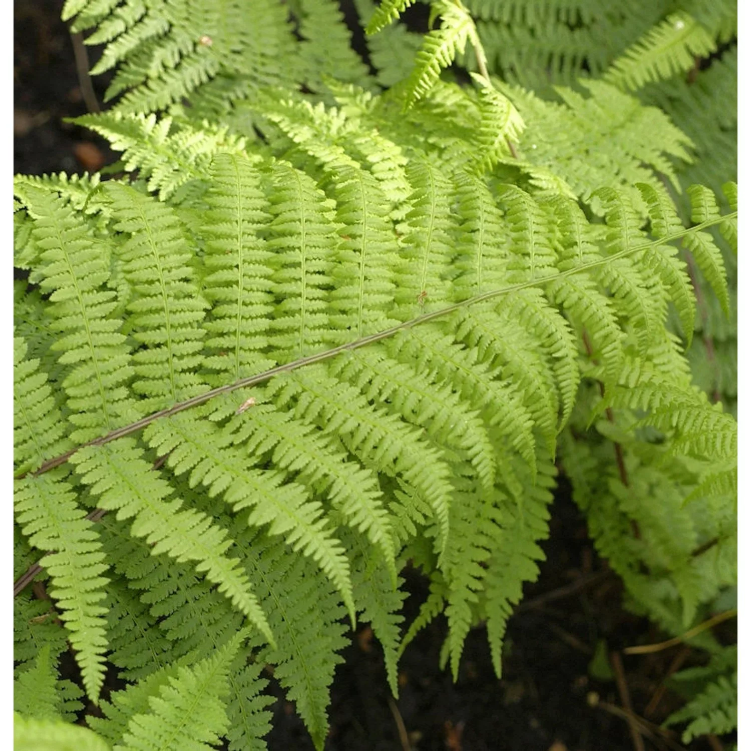 Frauenfarn Lady in Red - Athyrium filix femina günstig online kaufen