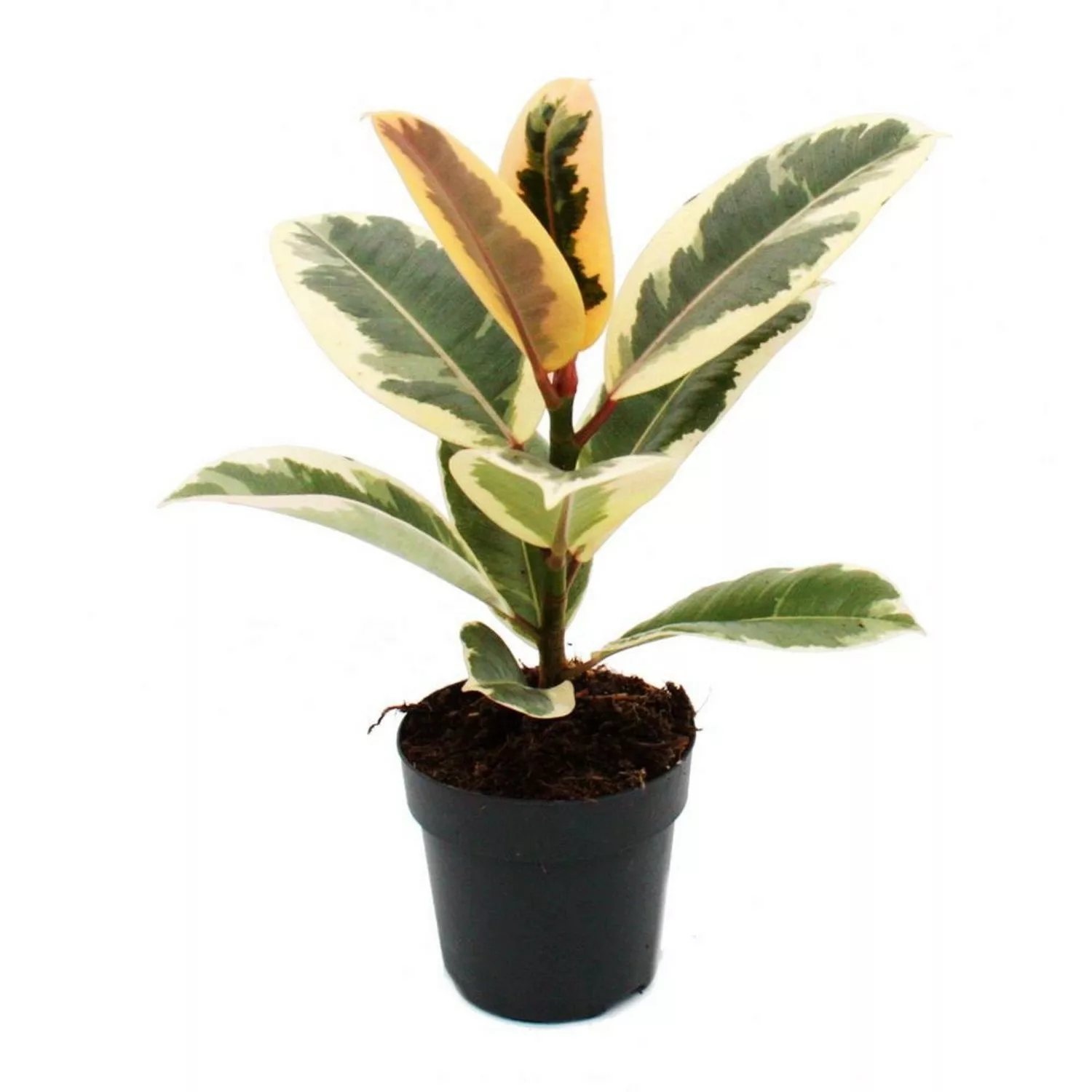 Exotenherz Weissbunter Gummibaum Ficus Elastica Tineke 11cm Topf günstig online kaufen