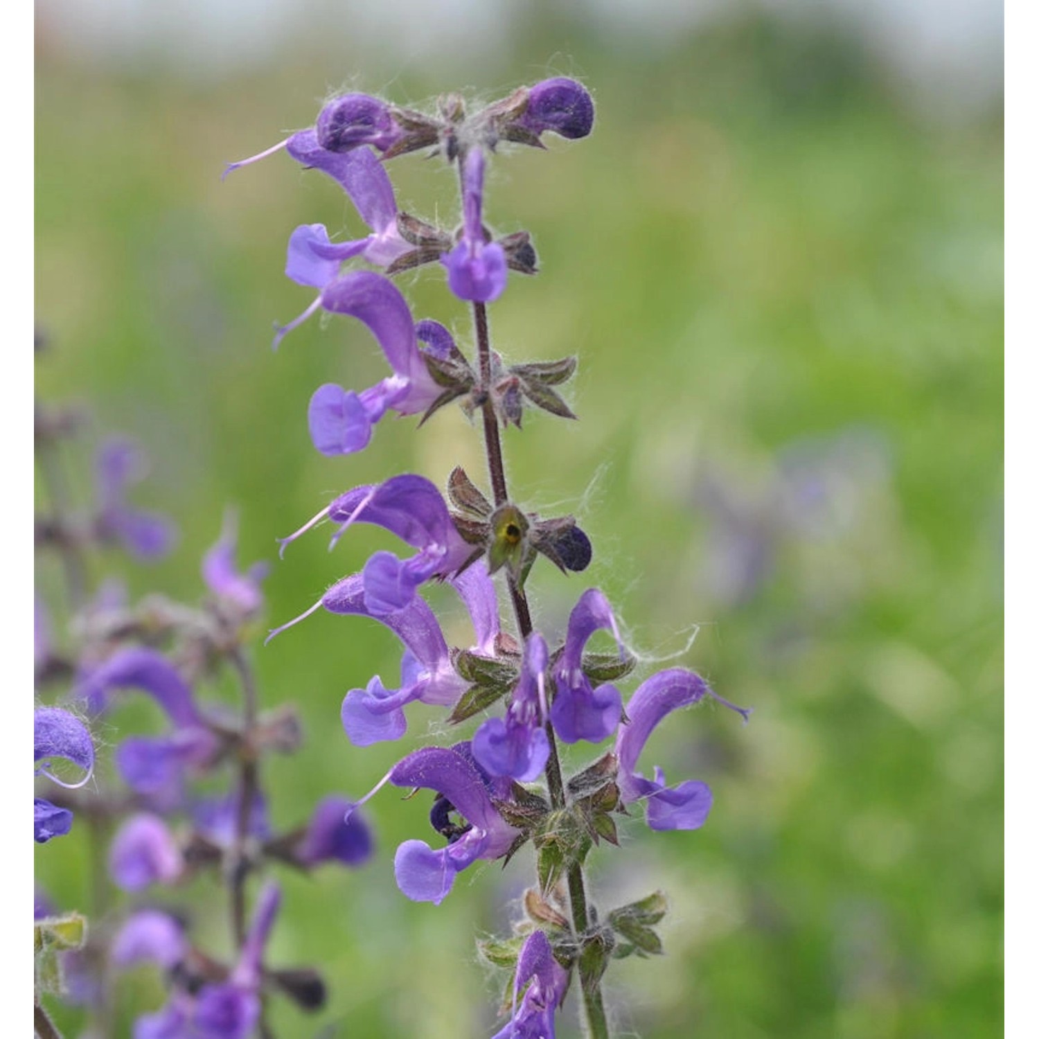 Wiesensalbei Mittsommer - Salvia pratensis günstig online kaufen