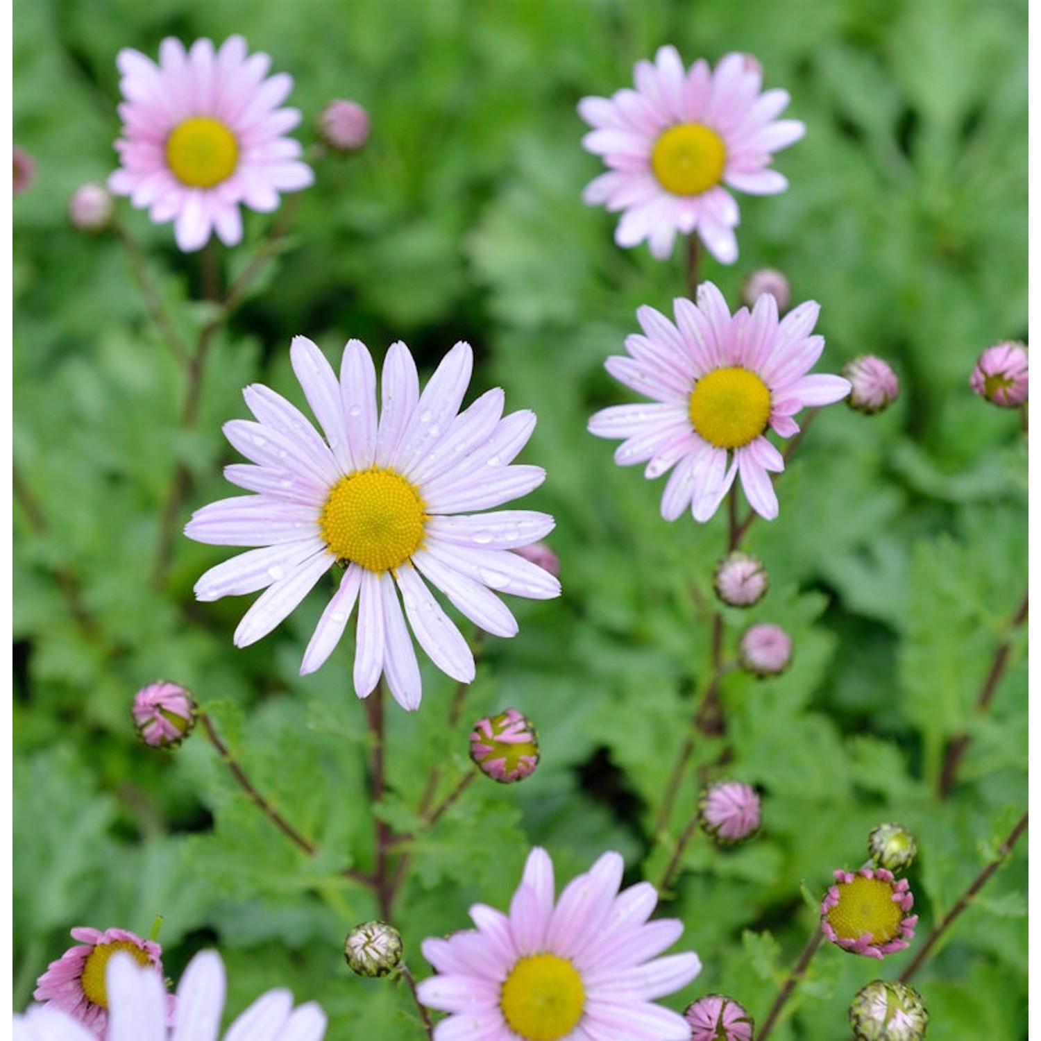 Grönland Margerite Stella - Arctanthemum arcticum günstig online kaufen