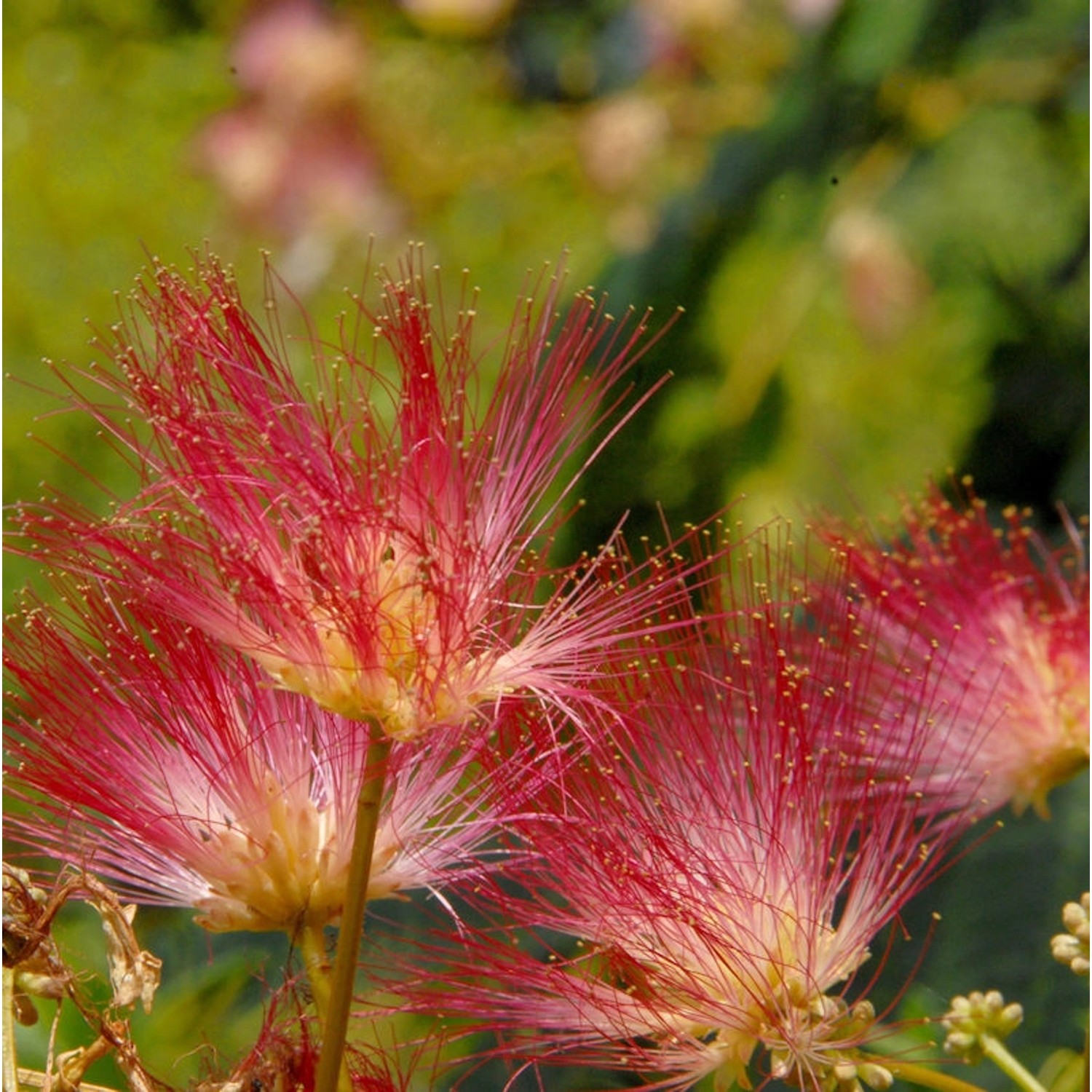 Hochstamm Seidenakazie Tropical Dream - Schlafbaum 100-125cm - Albizia juli günstig online kaufen