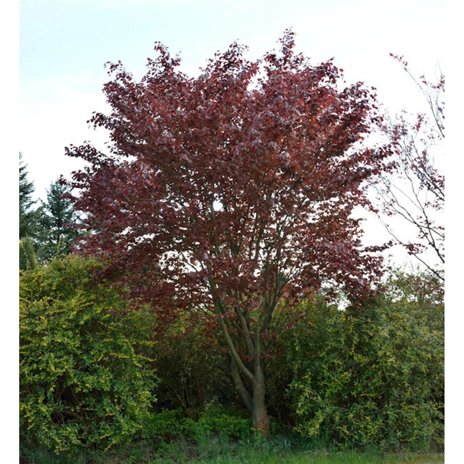 Blutbuche Swat Magret 60-80cm - Fagus sylvatica günstig online kaufen