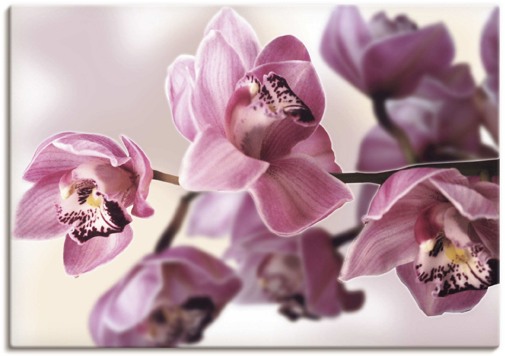 Artland Wandbild »Rosa Orchidee«, Blumenbilder, (1 St.), als Alubild, Outdo günstig online kaufen