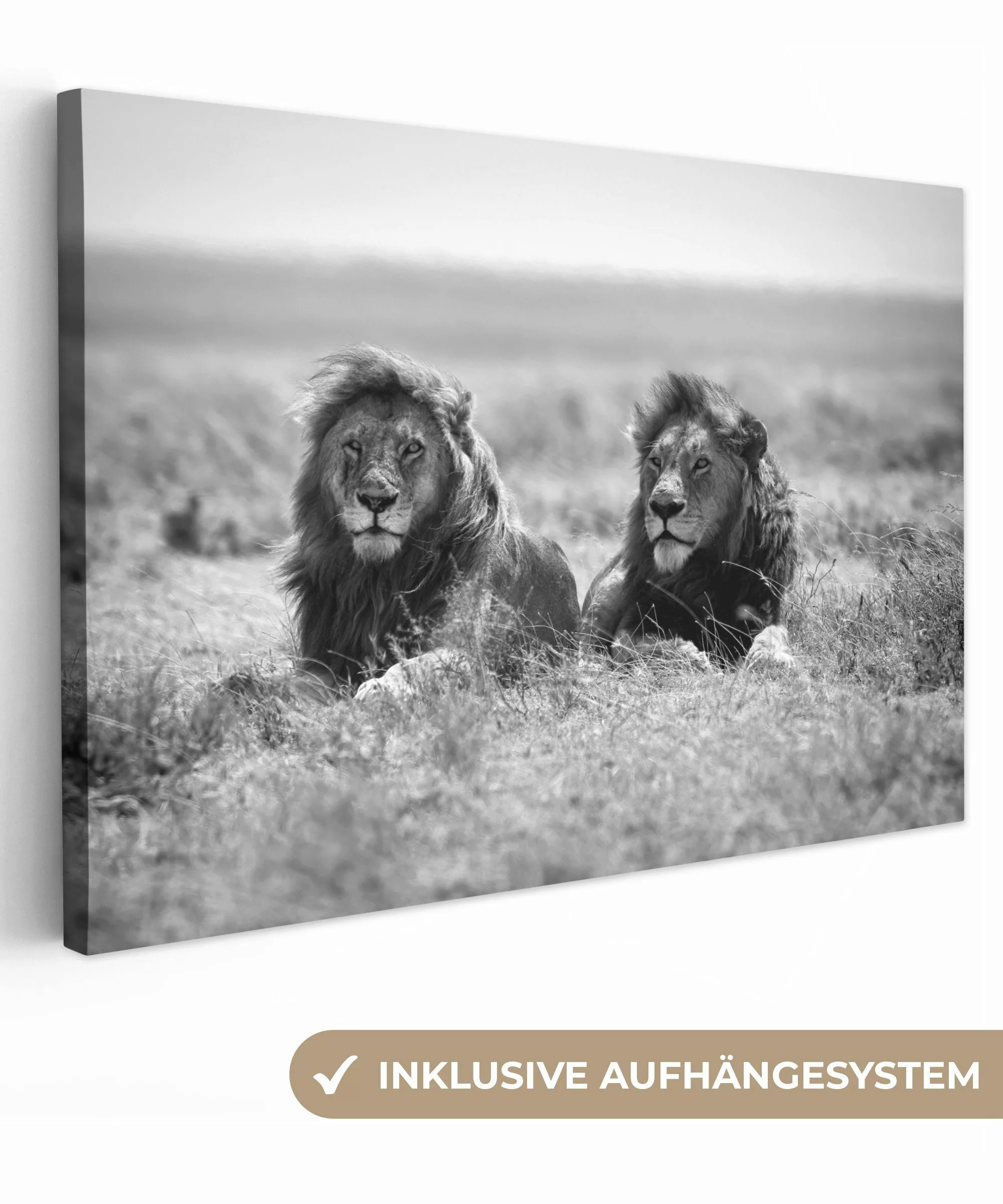 OneMillionCanvasses® Leinwandbild Löwen - Tiere - günstig online kaufen