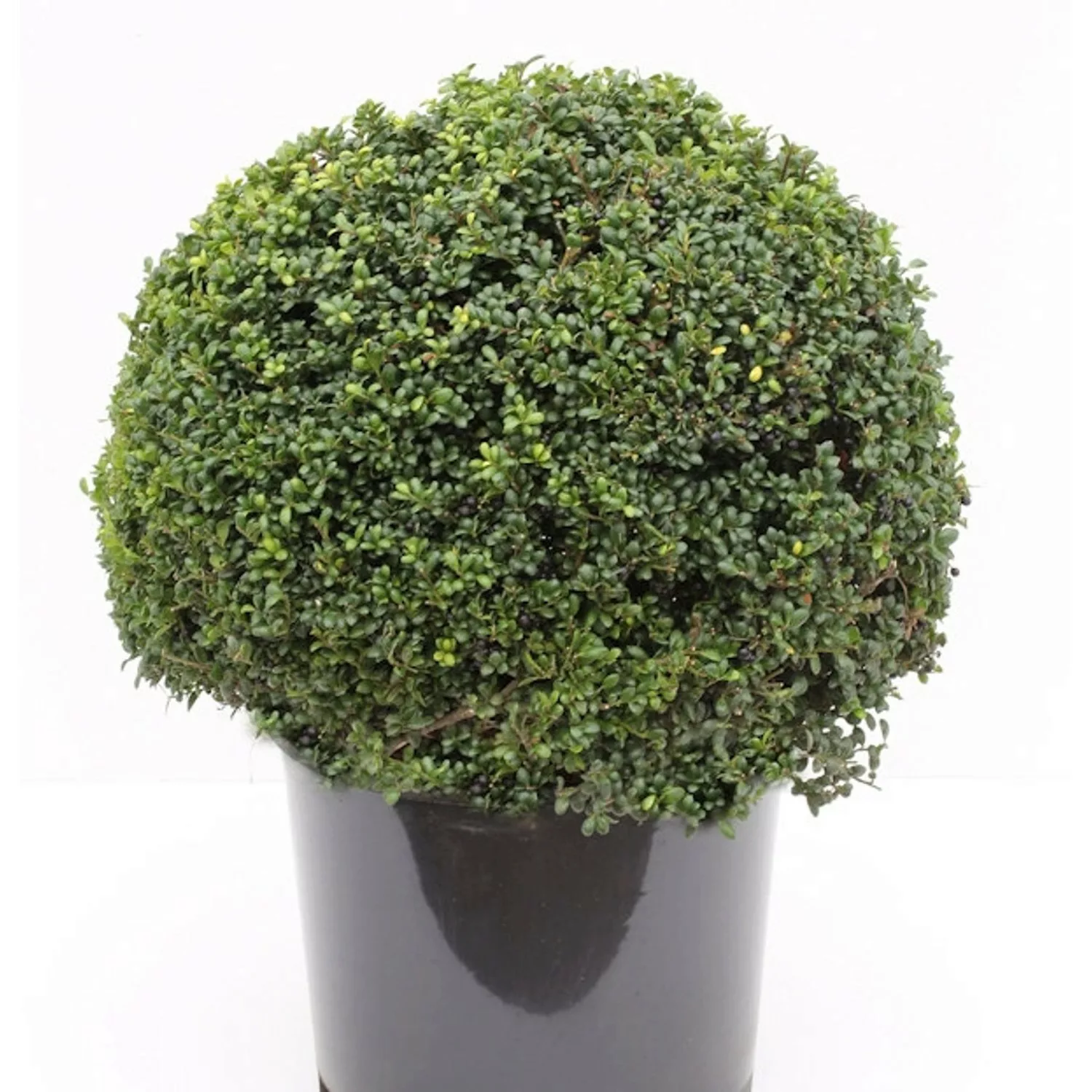 Kugelschnitt Löffel Ilex Stechpalme 30-40cm - ilex crenata günstig online kaufen