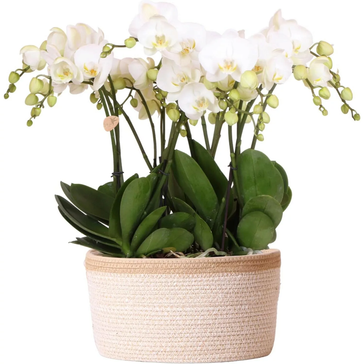 Kolibri Orchids Pflanzenset inkl. Wassertank Drei Weiße Orchideen Lausanne günstig online kaufen