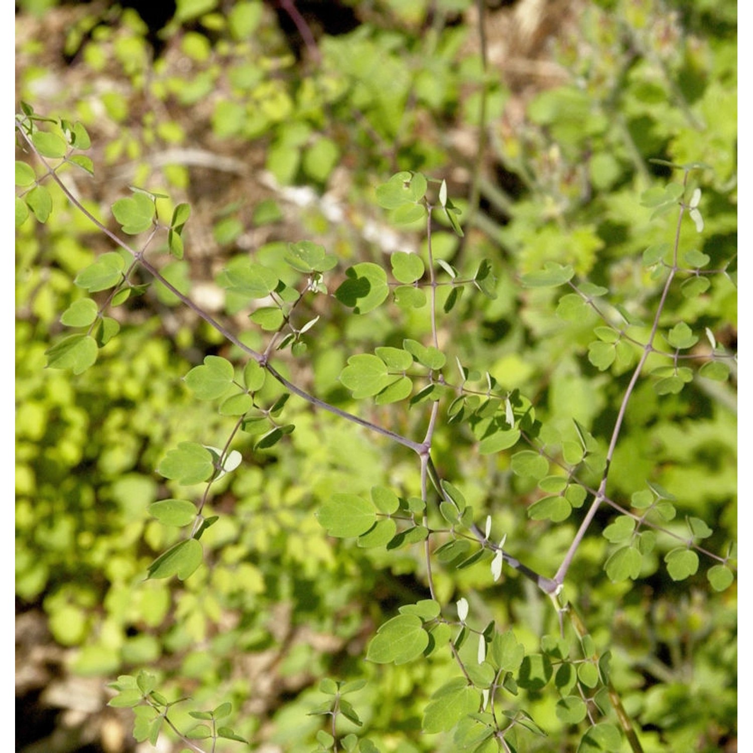 Weiße Chinesische Wiesenraute - Thalictrum delavayi günstig online kaufen