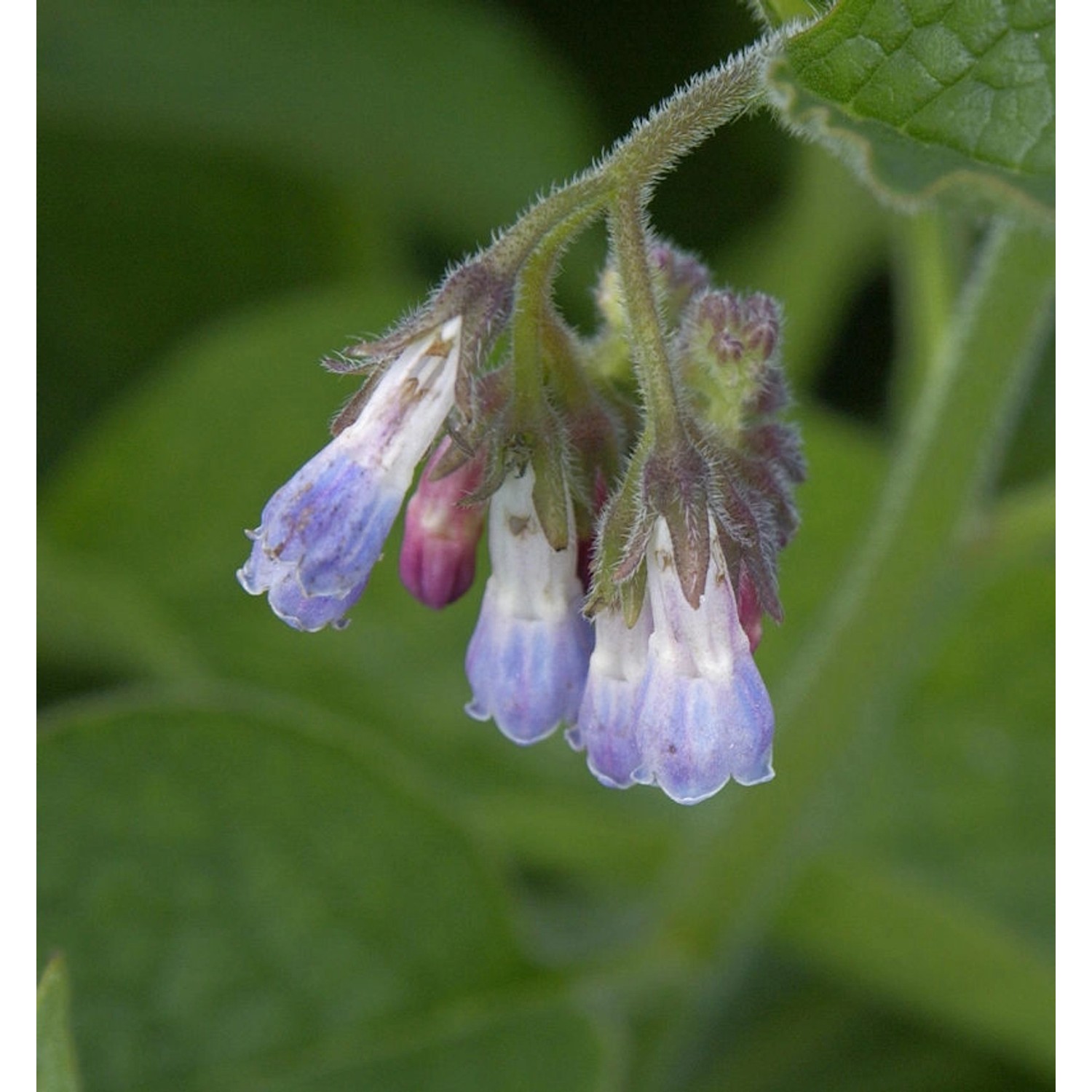 Echter Beinwell - Symphytum officinale günstig online kaufen