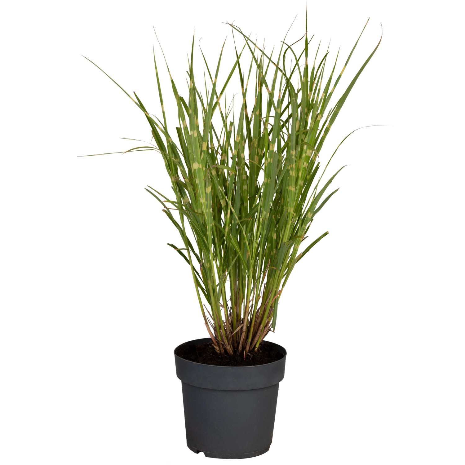 GROW by OBI Chinaschilf Strictus Braun Topf-Ø ca. 22 cm Miscanthus günstig online kaufen