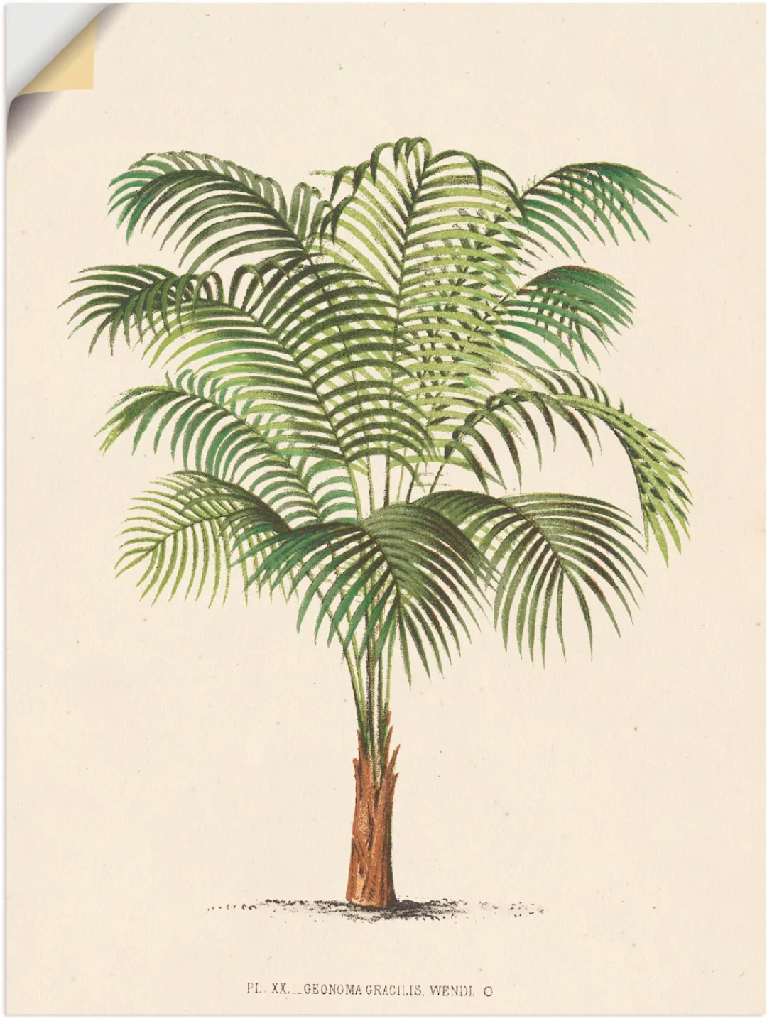 Artland Wandbild "Palme II", Pflanzen, (1 St.), als Leinwandbild, Poster, W günstig online kaufen