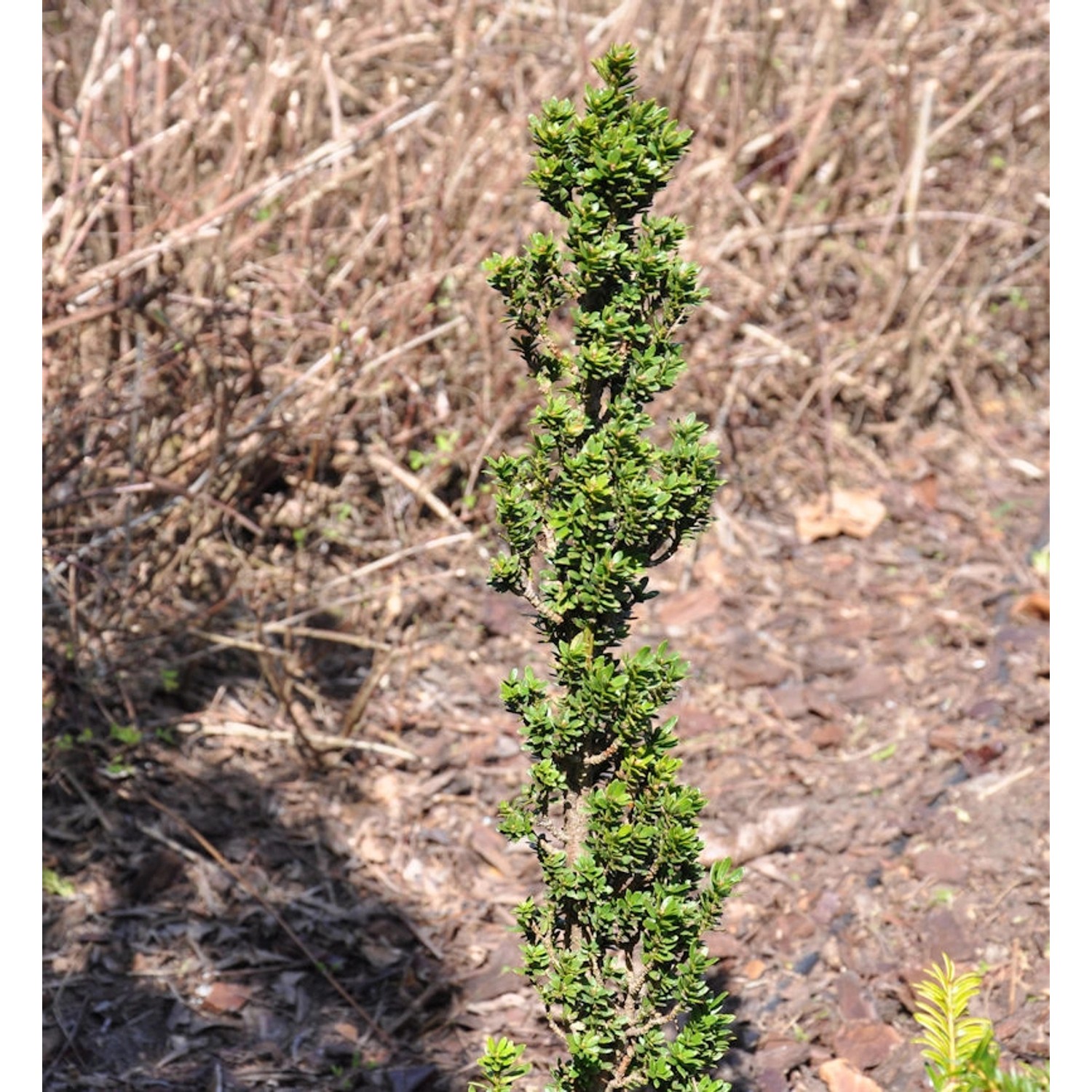 Eibe Green Column 30-40cm - Taxus baccata günstig online kaufen