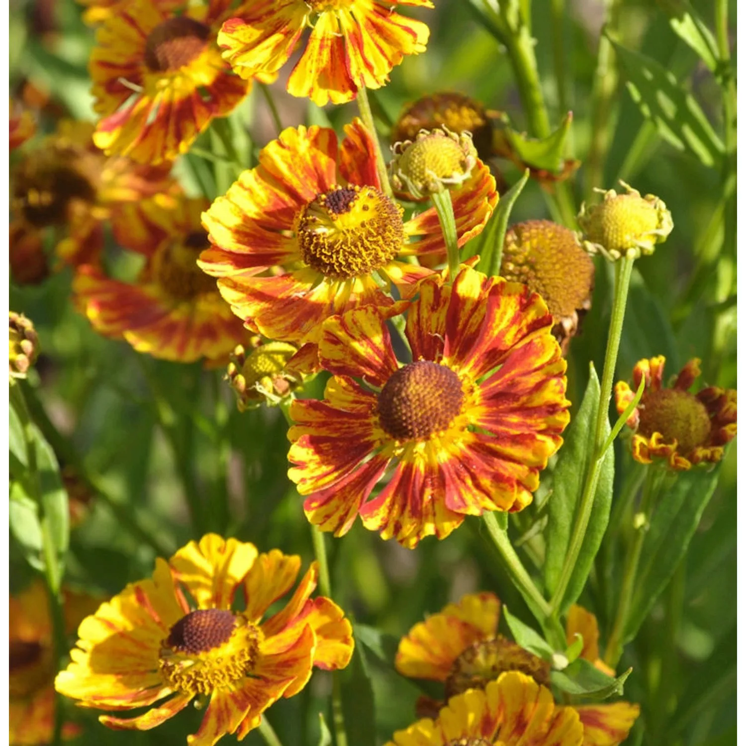 Herbst Sonnenbraut Fuego - Helenium autumnale günstig online kaufen