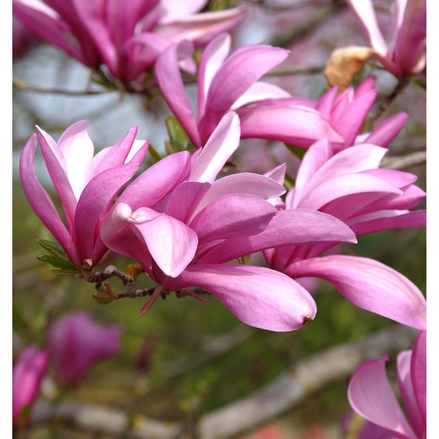 Niedrige Magnolie Betty 80-100cm - Magnolia liliiflora günstig online kaufen