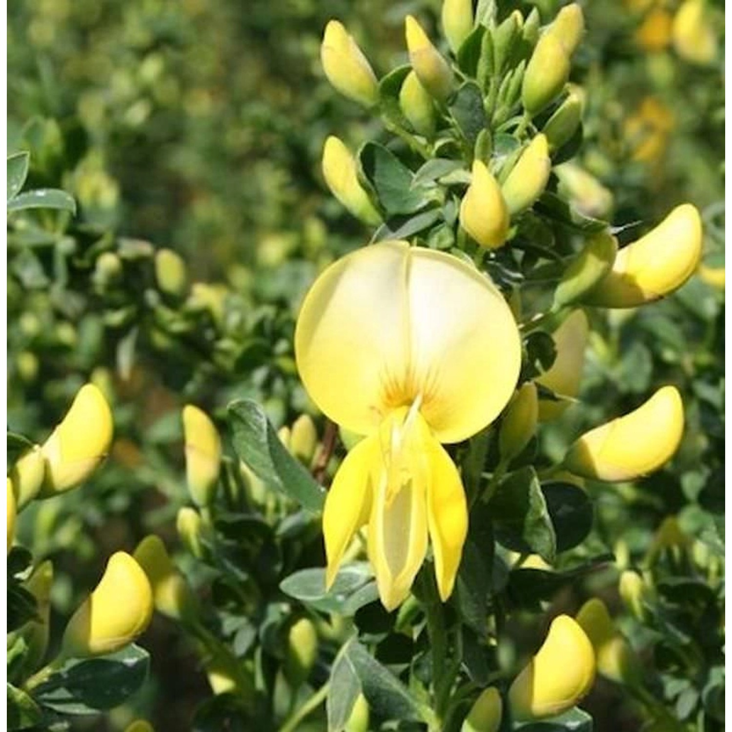 Schmuckginster Luna 40-60cm - Cytisus scoparius günstig online kaufen