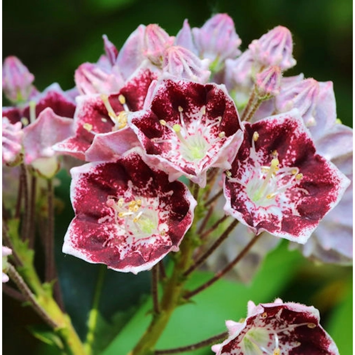 Berglorbeer Pinwheel 25-30cm - Kalmia latifolia günstig online kaufen