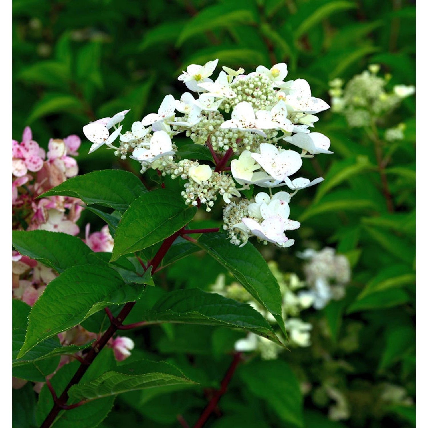 Rispenhortensie Polestar 20-30cm - Hydrangea paniculata günstig online kaufen