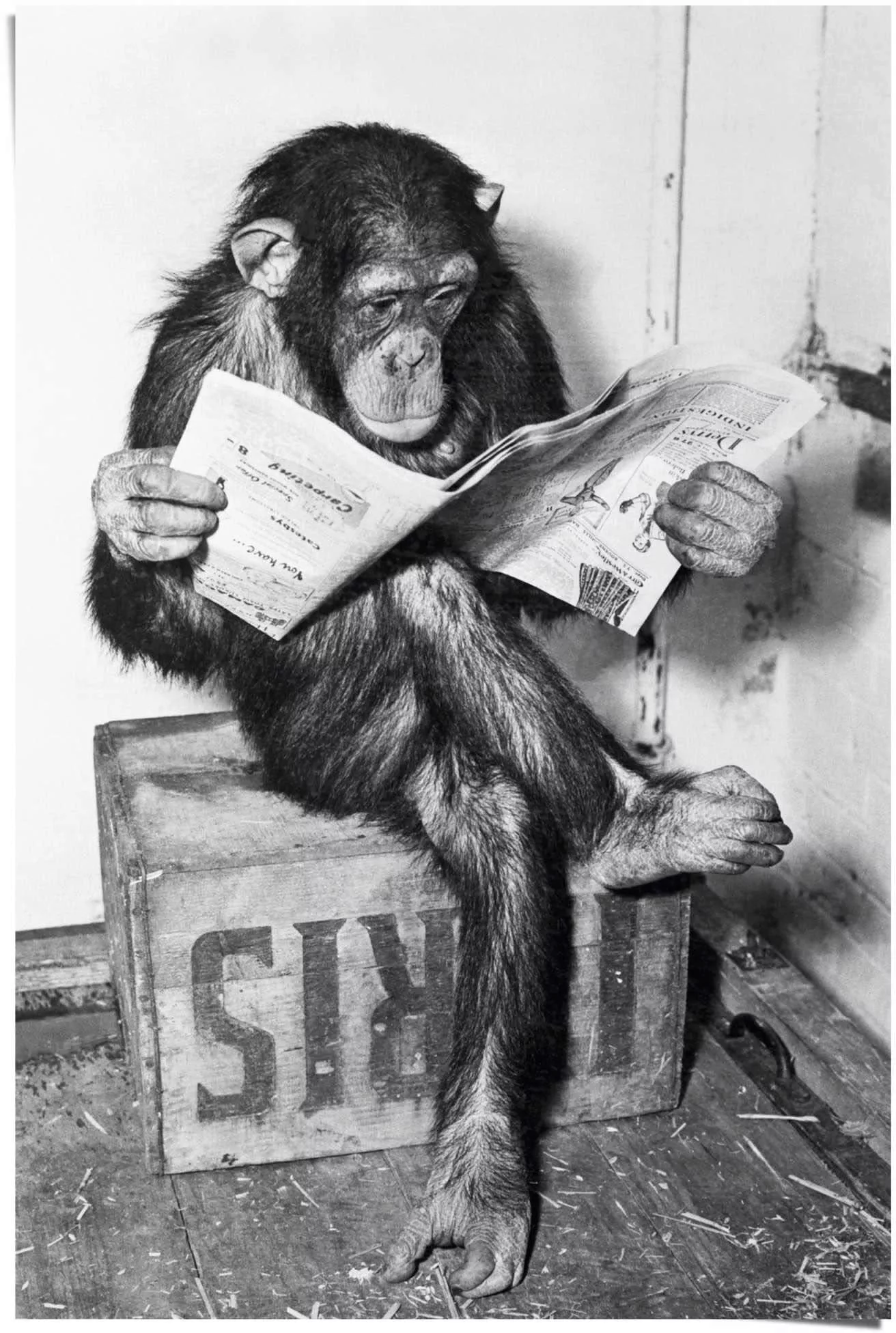 Reinders Poster "Chimp Zeitung Affe Schimpanse", (1 St.) günstig online kaufen