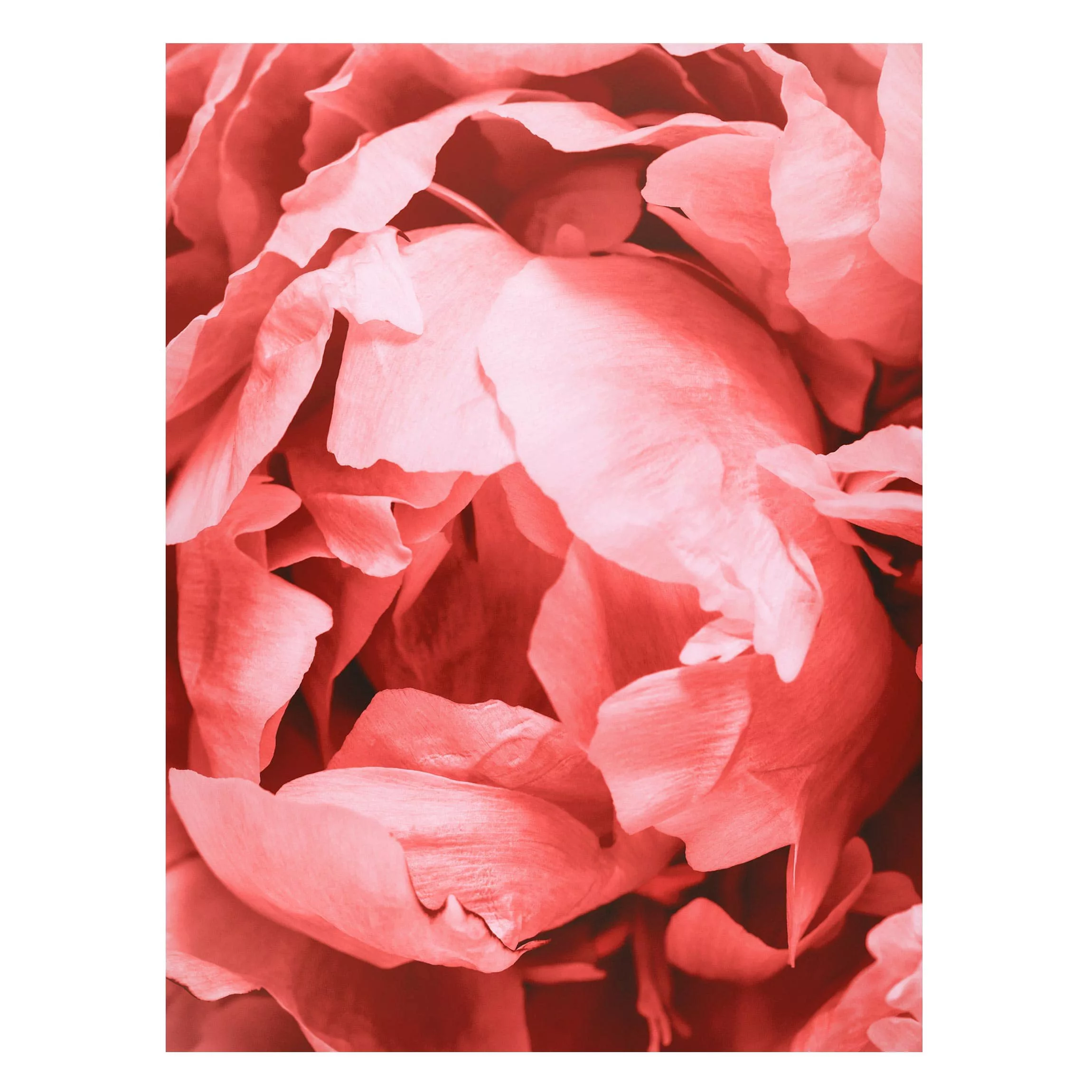 Magnettafel Blumen - Hochformat 3:4 Pfingstrose Blüte Koralle günstig online kaufen