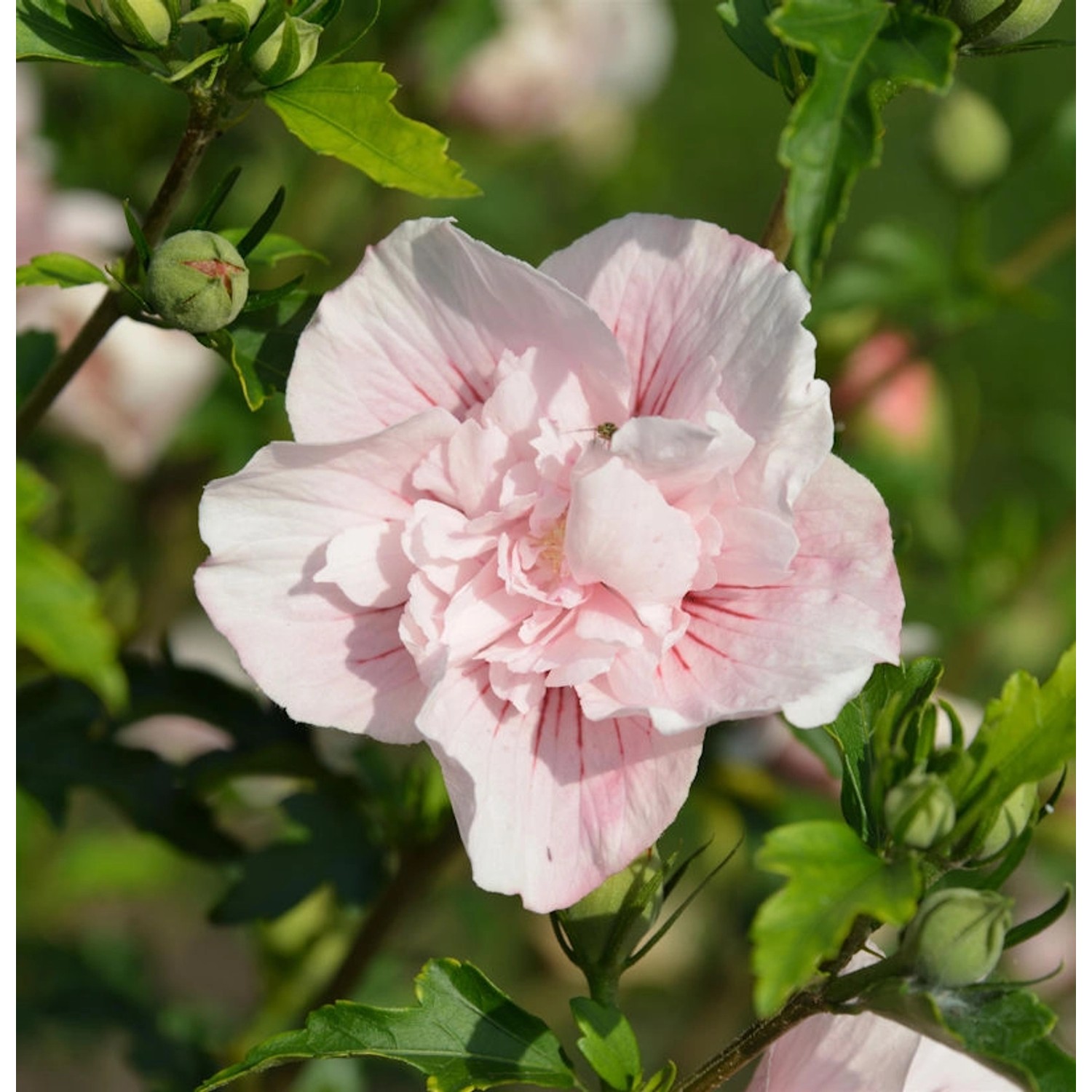 Garteneibisch French Pink Chiffon 60-80cm - Hibiscus günstig online kaufen