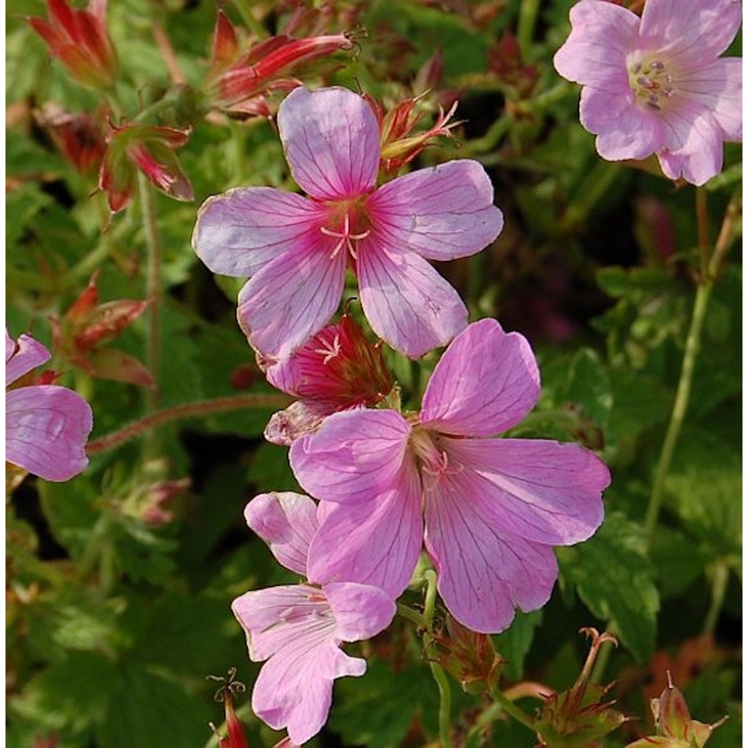 Storchenschnabel Rose Clair - Geranium oxonianum günstig online kaufen