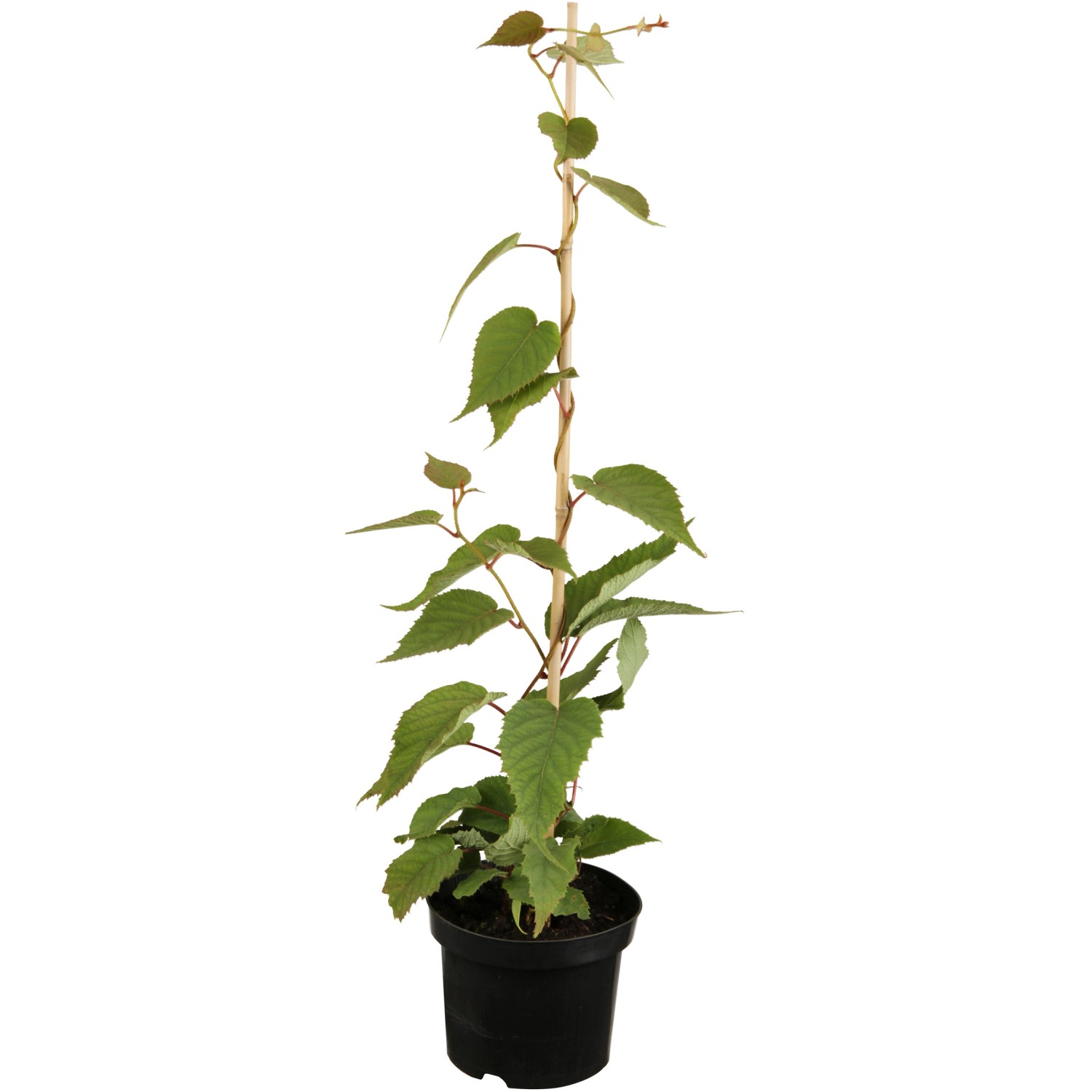 GROW by OBI Bio Kiwi Solo selbstfruchtend Topf ca. 2 l Actinidia günstig online kaufen