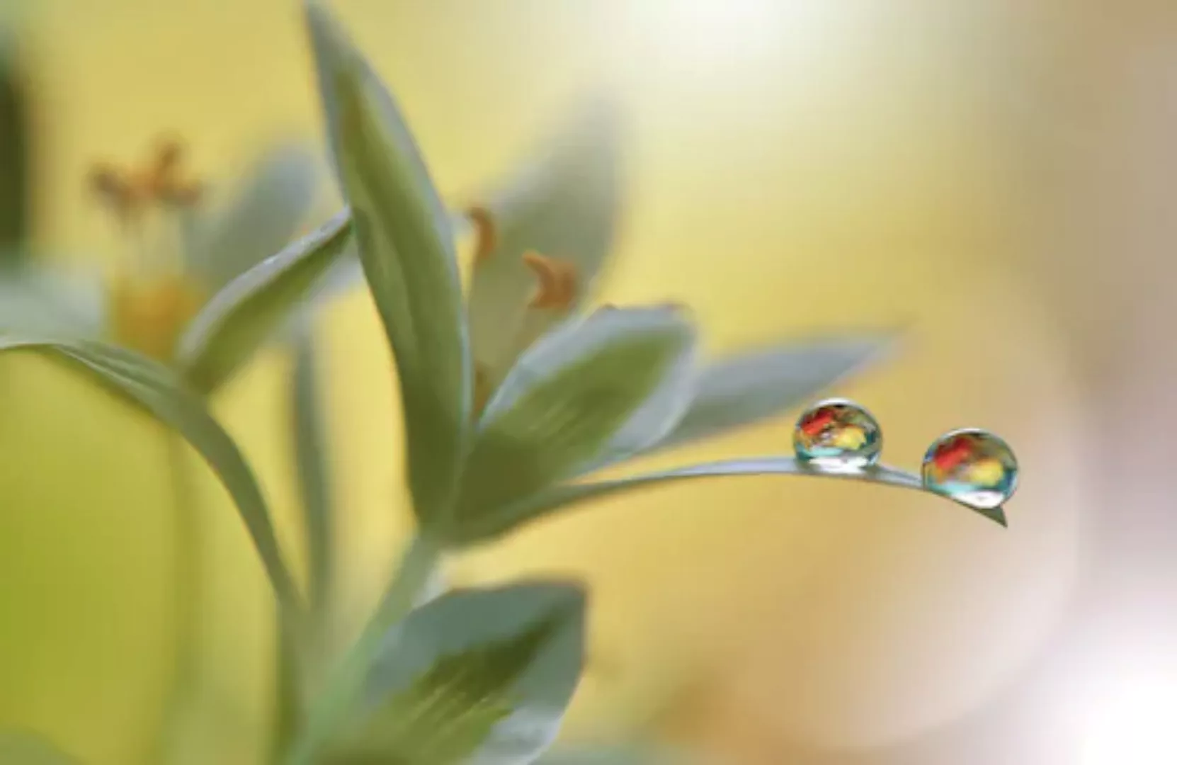 Papermoon Fototapete »Zen Wassertropfen mit Blume Makro« günstig online kaufen