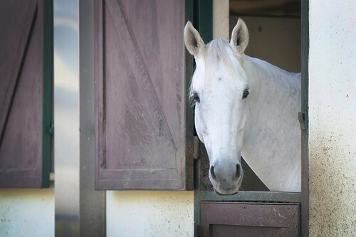 Papermoon Fototapete »PFERD-TIERE PFERDE PFERDEKOPF PONY WANDTAPETE WANDDEK günstig online kaufen