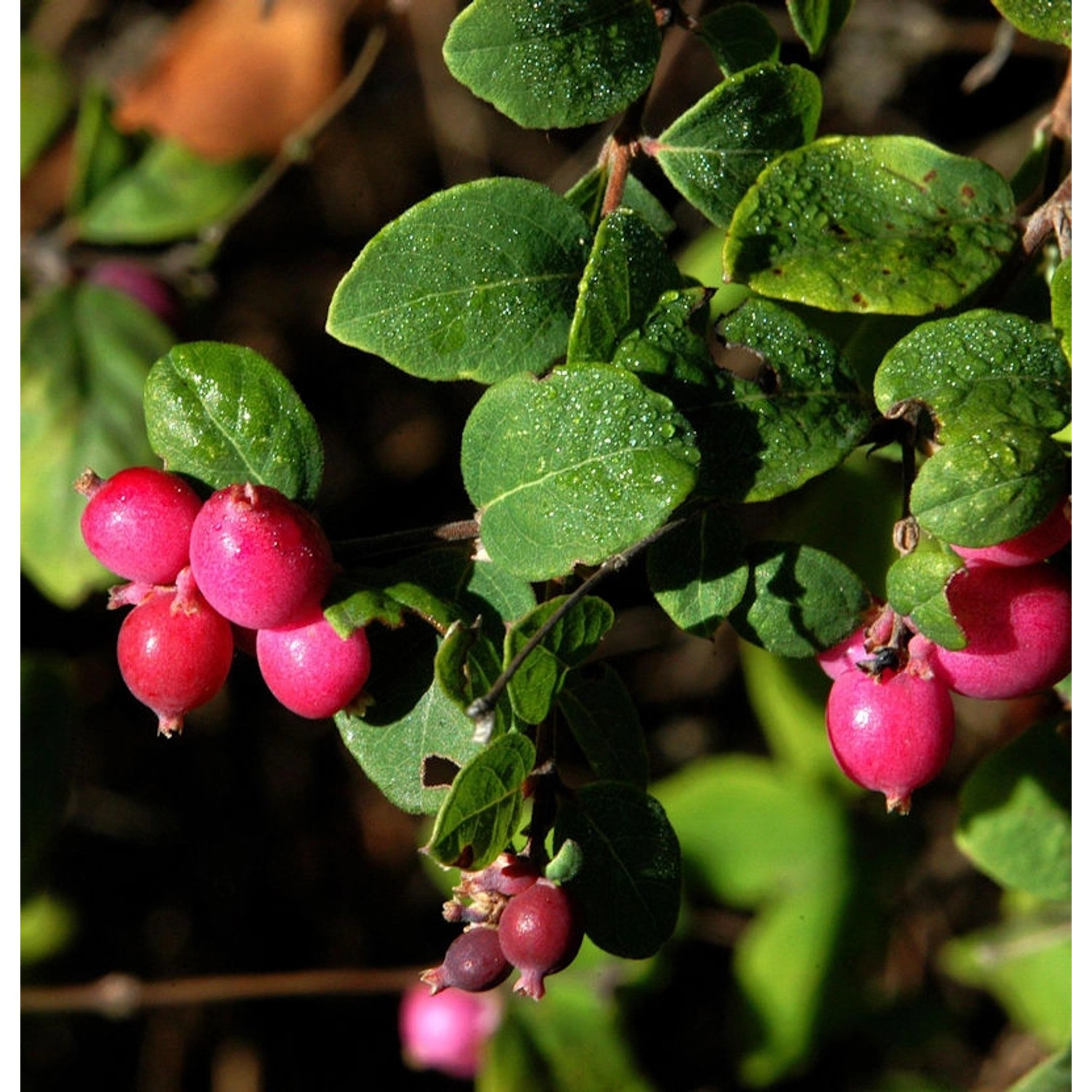 10x Niedrige Purpurbeere 20-30cm - Symphoricarpos chenaultii günstig online kaufen